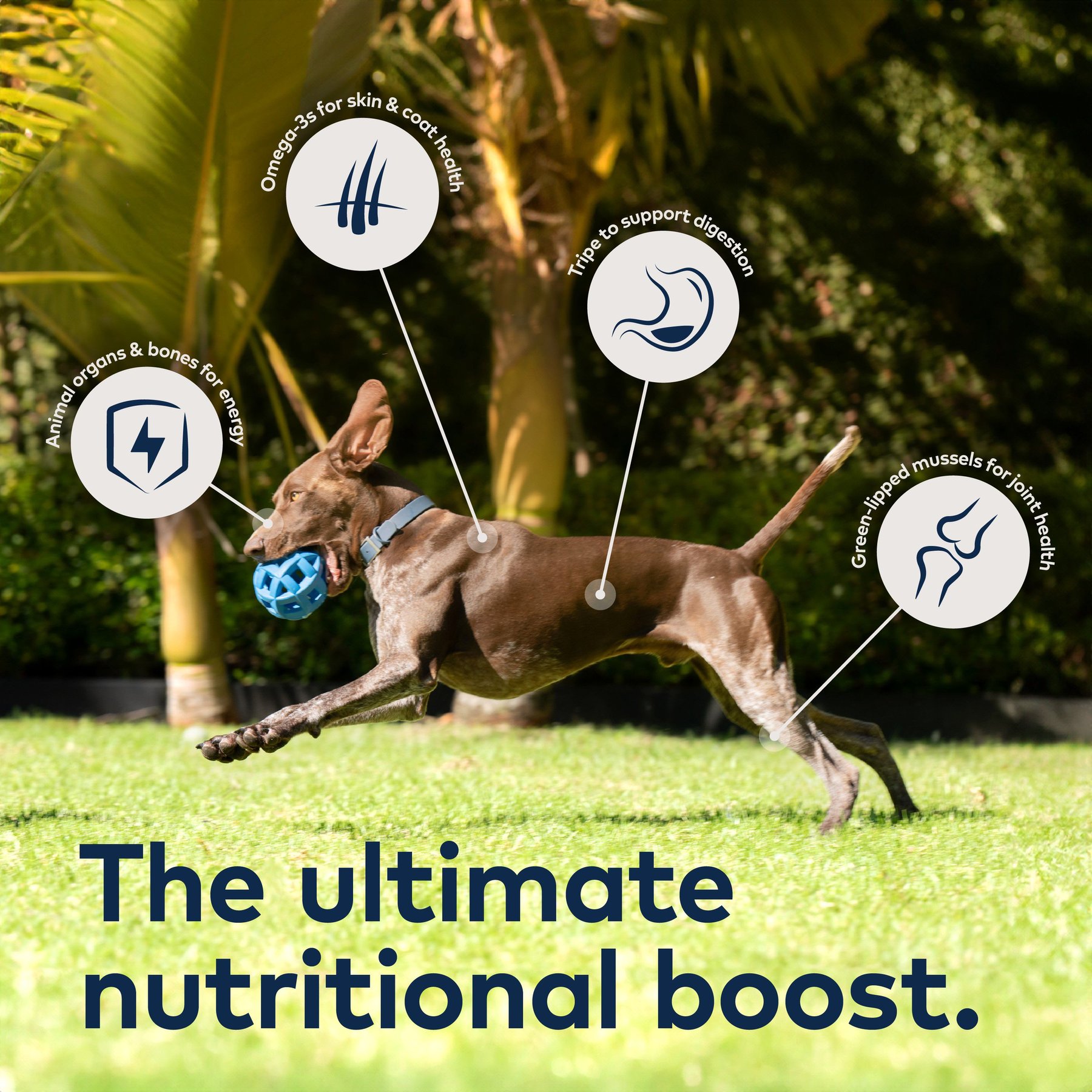 ZIWI Peak Chicken Recipe Canned Dog Food