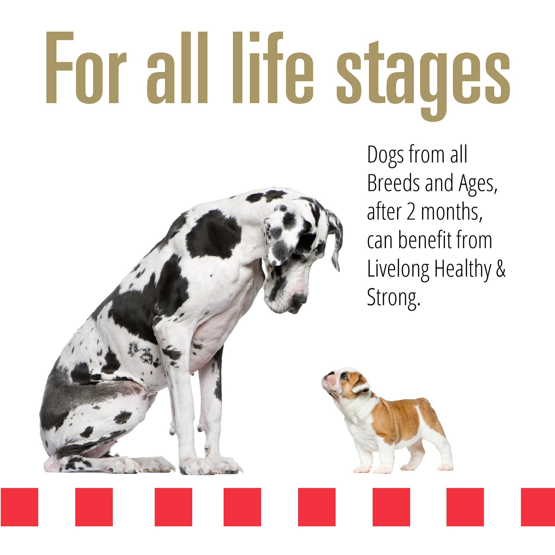 Livelong Healthy & Strong Chicken & Sweet Potato Recipe Wet Dog Food, 12.5-oz can, case of 12