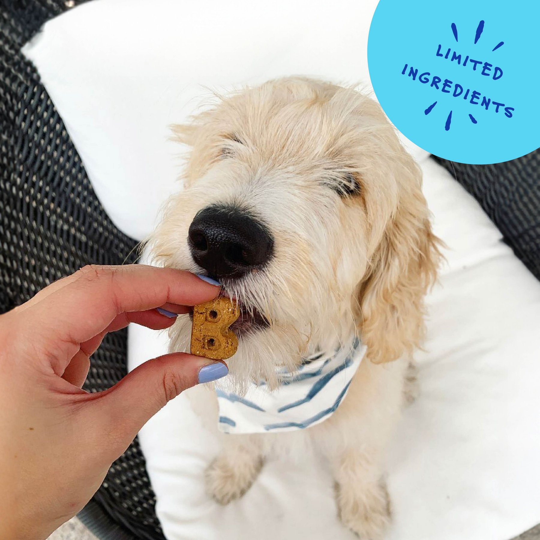 Bocce's Bakery Soft & Chewy Chicken Recipe Dog Treats