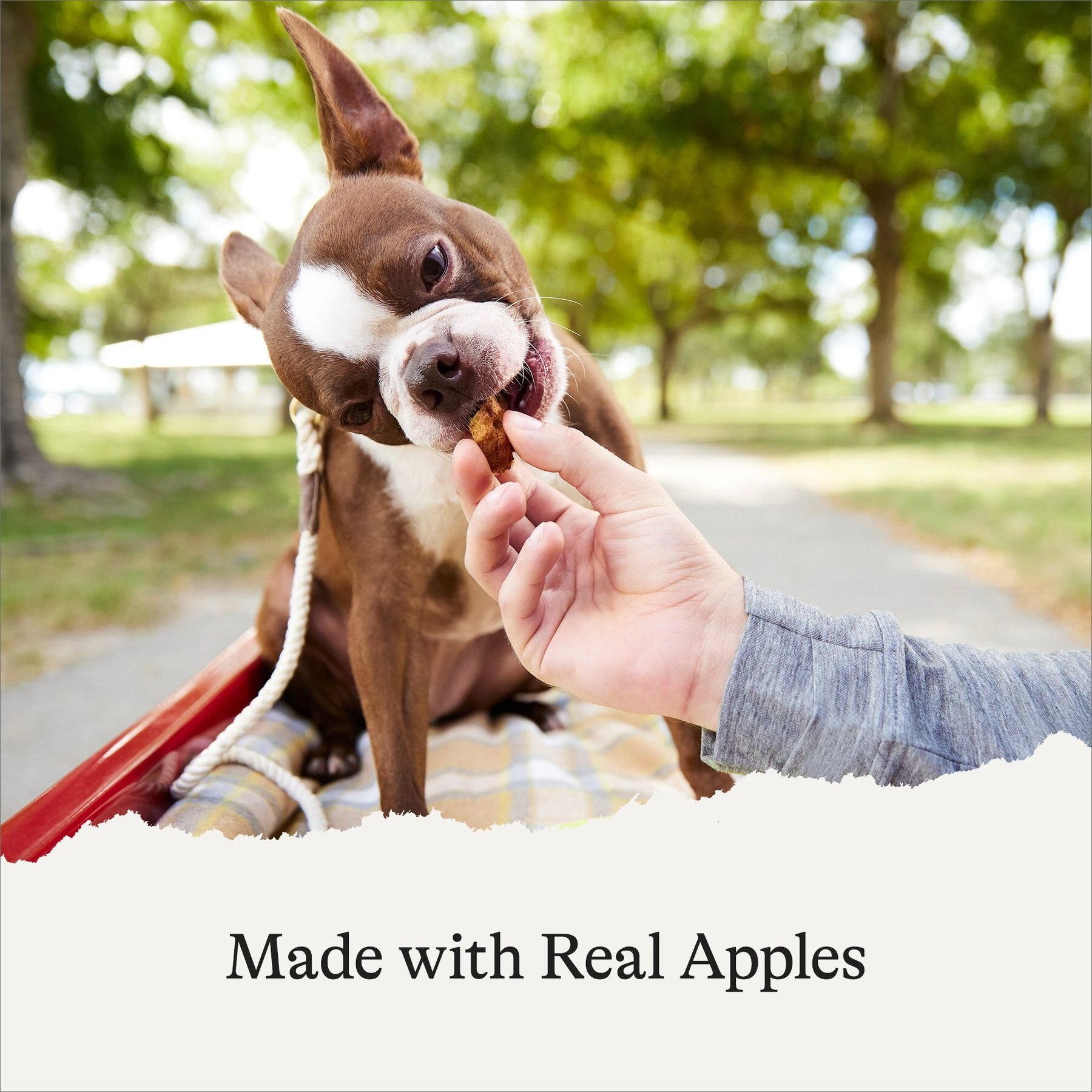 American Journey Apples & Cinnamon Flavor Grain-Free Oven Baked Crunchy Biscuit Dog Treats