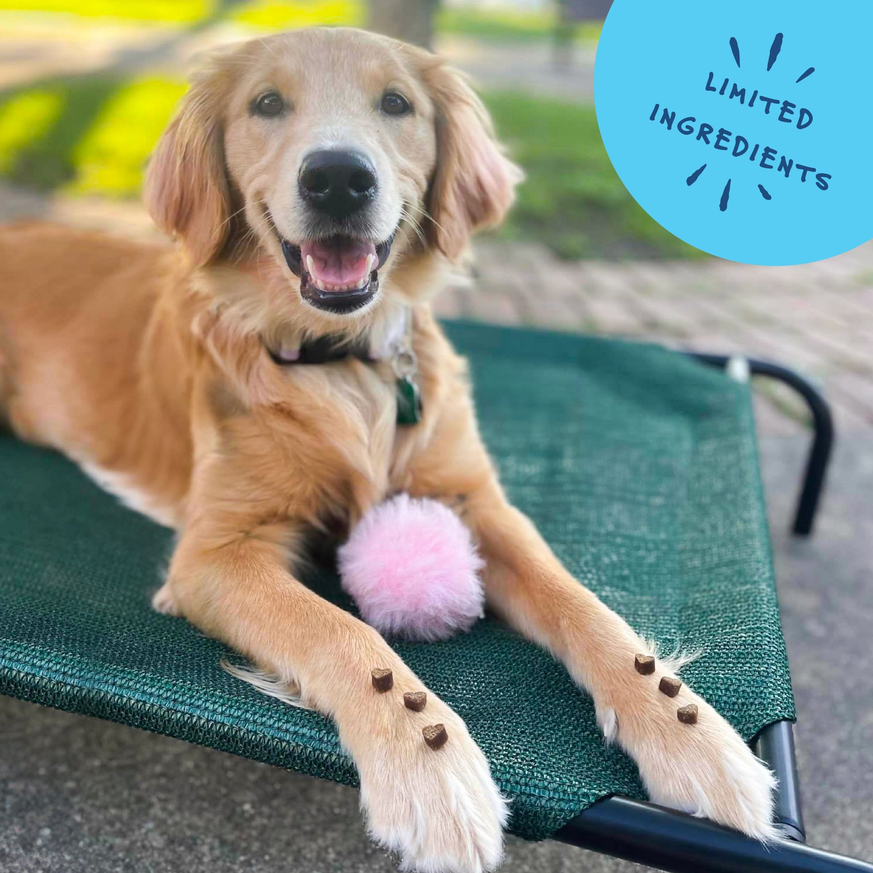 Bocce's Bakery Sunday Roast Chicken & Pumpkin Recipe Training Bites Dog Treats