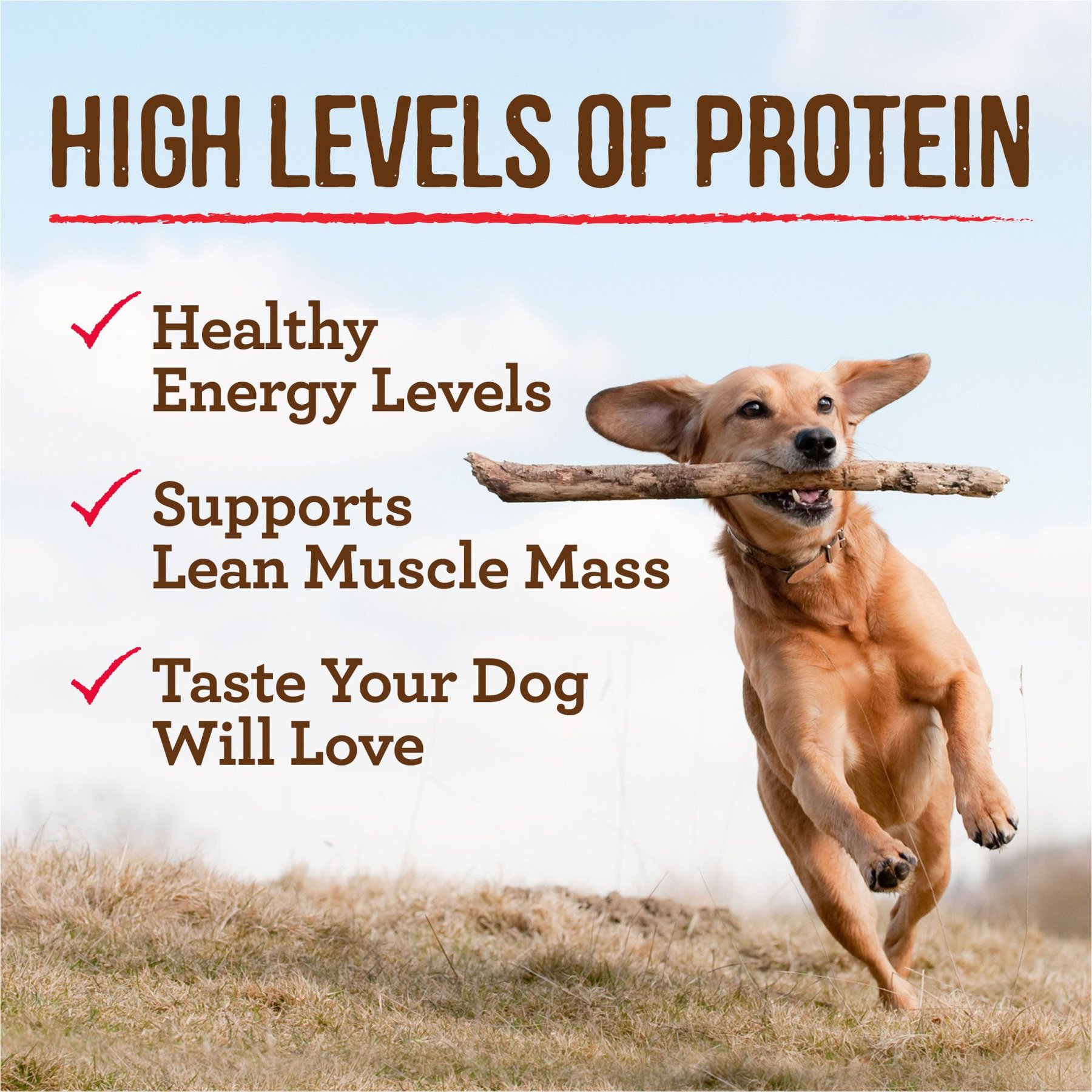 Merrick Grain-Free Wet Dog Food Slow-Cooked BBQ Memphis Style with Glazed Chicken