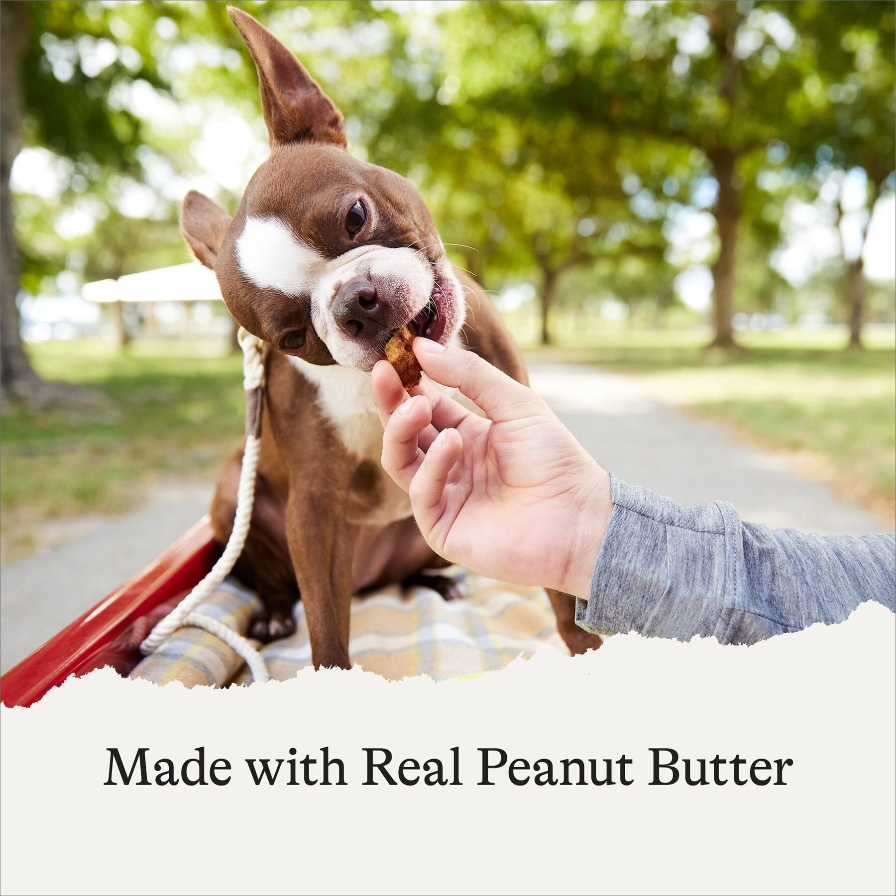 American Journey Peanut Butter Recipe Grain-Free Oven Baked Crunchy Biscuit Dog Treats