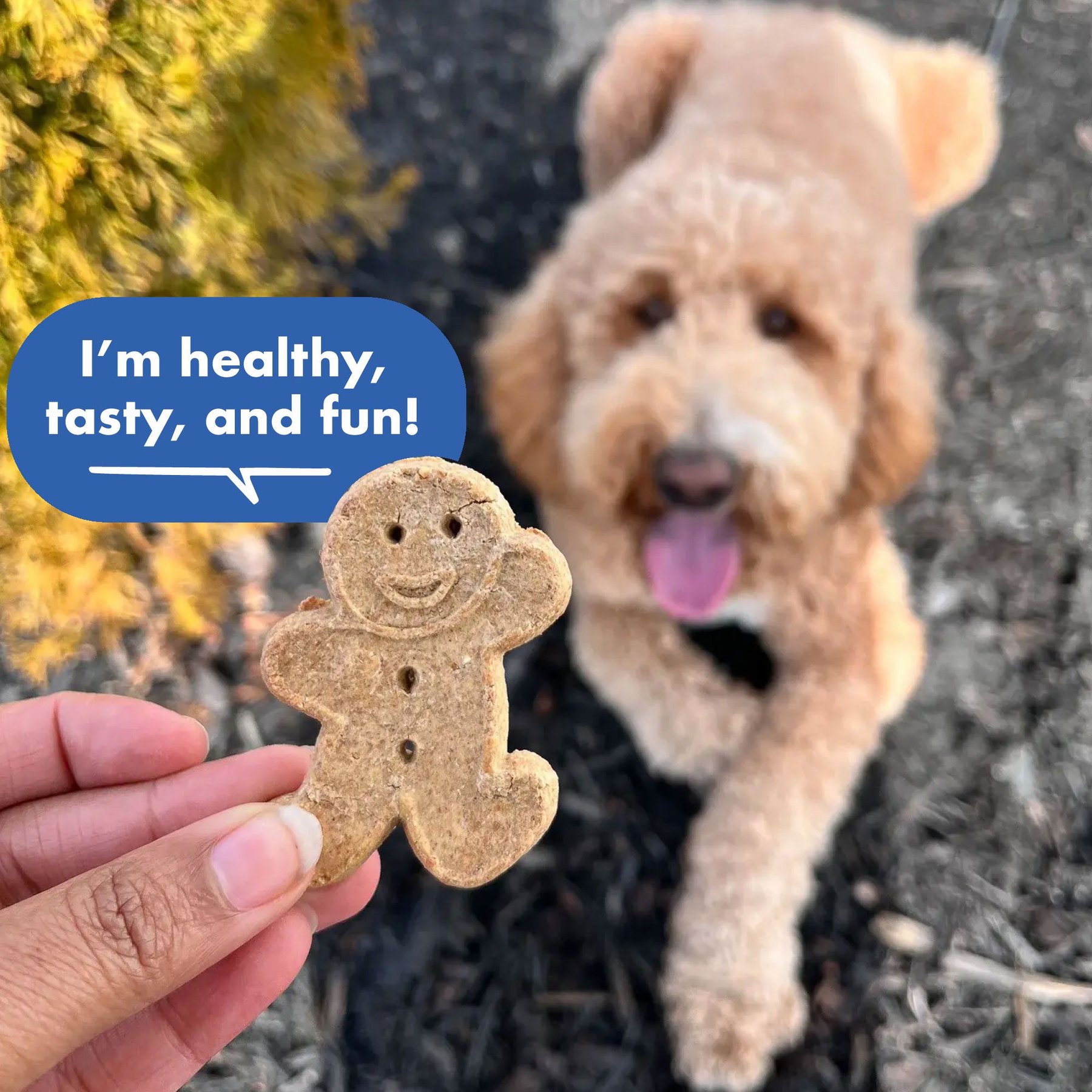 Buddy Biscuits with Bacon & Cheese Oven Baked Dog Treats