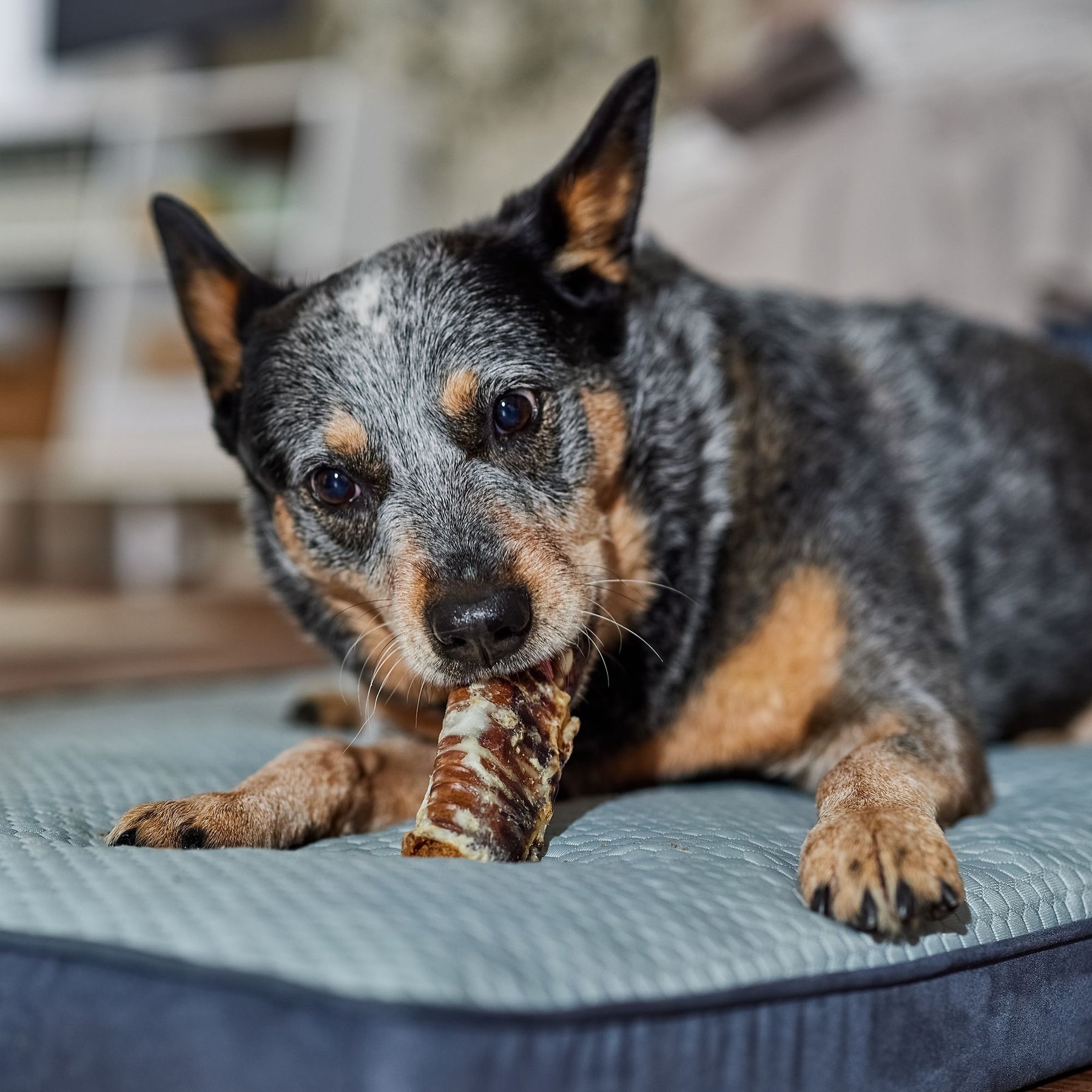 Bones & Chews Made in USA Chicken & Rice Flavored Filled Beef Trachea Dog Treats