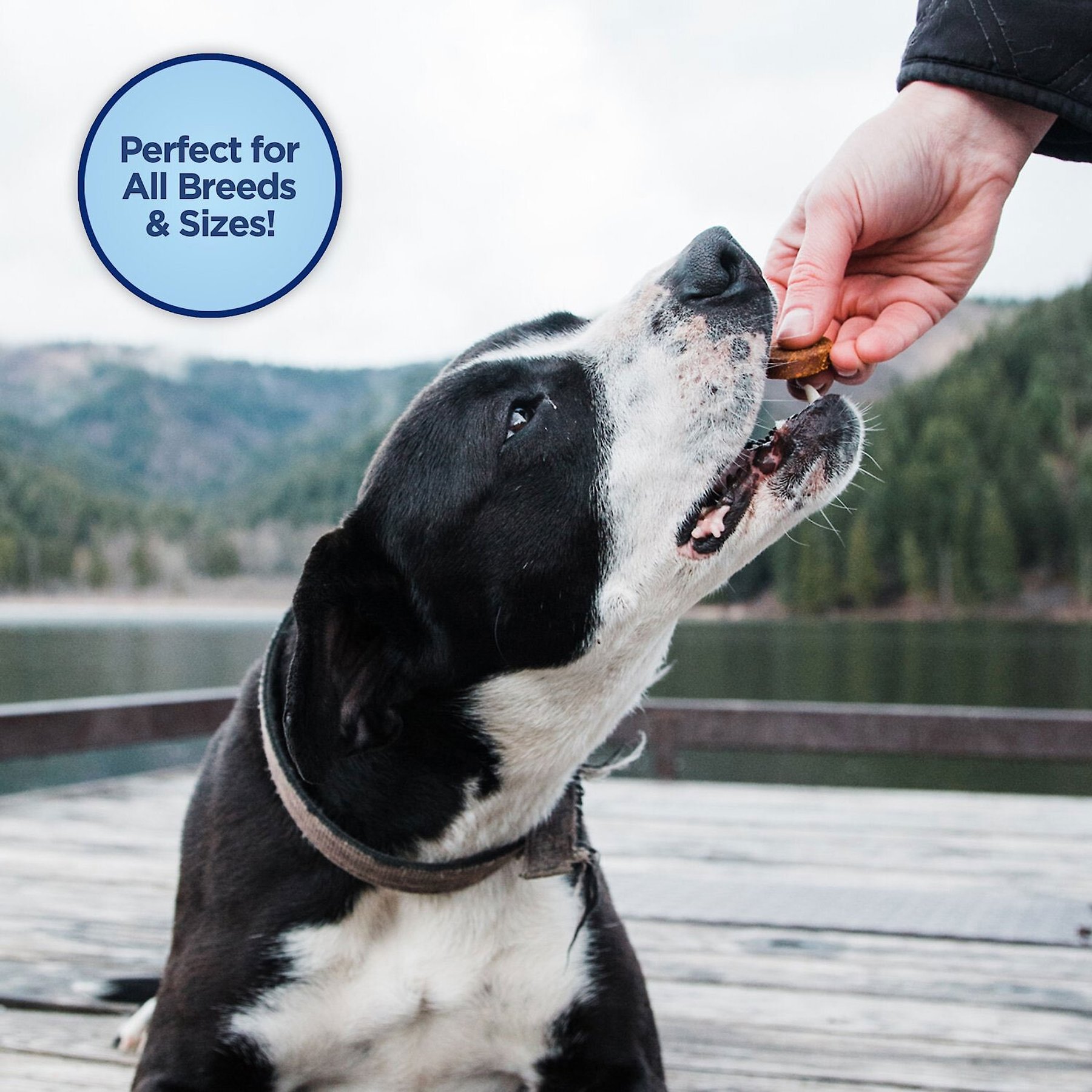 Natural Balance Rewards Crunchy Biscuits with Real Bison Dog Treats