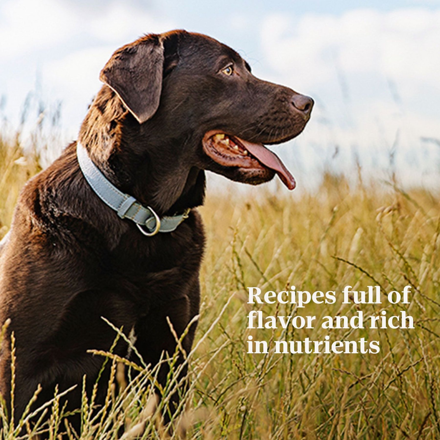 Nutro Hearty Stew Meaty Lamb, Green Bean & Carrot Cuts in Gravy Grain-Free Adult Canned Wet Dog Food