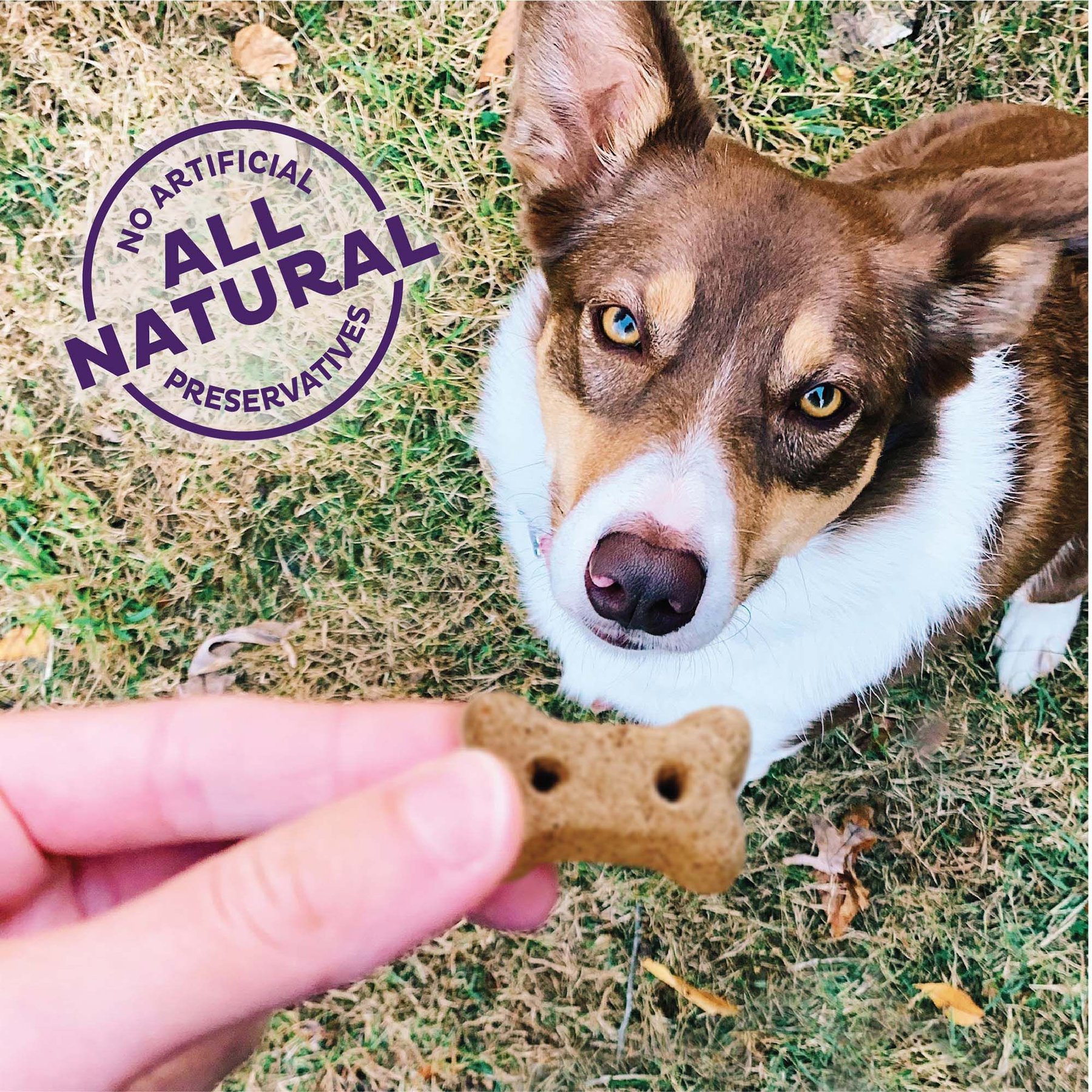 Old Mother Hubbard by Wellness Classic P-Nuttier 'N Nanners Grain-Free Mini Oven-Baked Biscuits Dog Treats