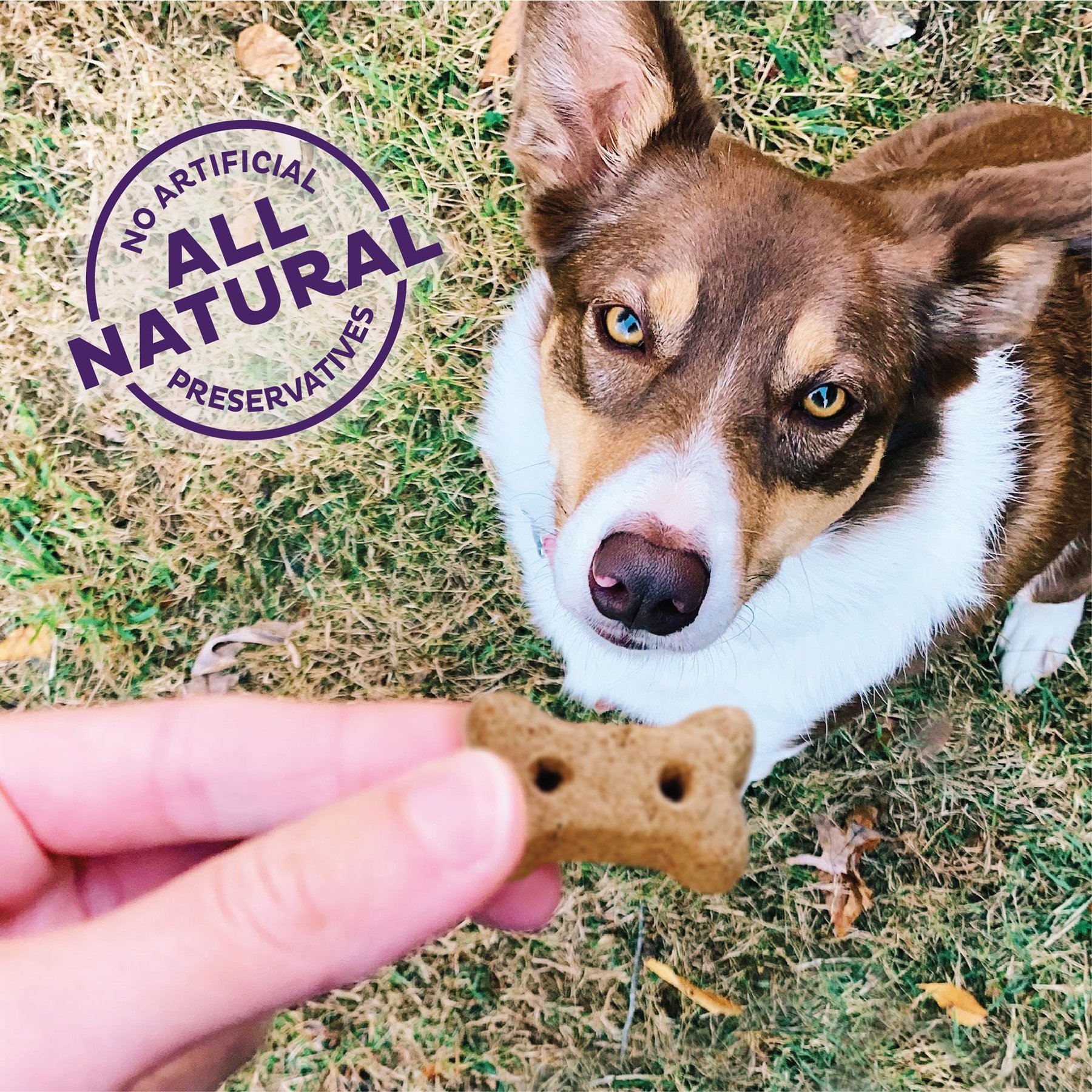 Old Mother Hubbard by Wellness Pick of the Patch Natural Grain-Free Mini Oven-Baked Biscuits Dog Treats