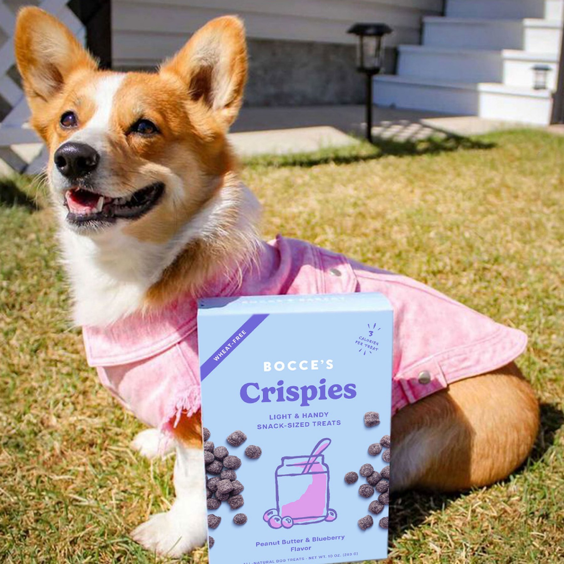 Bocce's Bakery Crispies PB & Blueberry Recipe Dog Treats, 10-oz box
