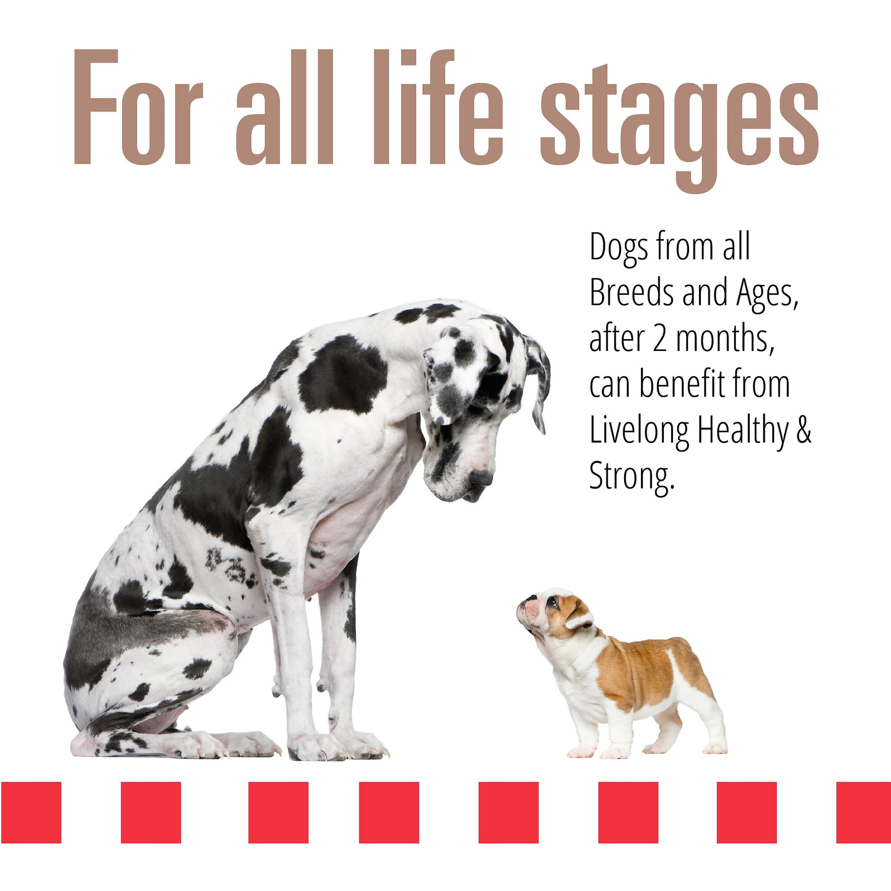 Livelong Healthy & Strong Pork & Sweet Potato Recipe Wet Dog Food, 12.5-oz can, case of 12