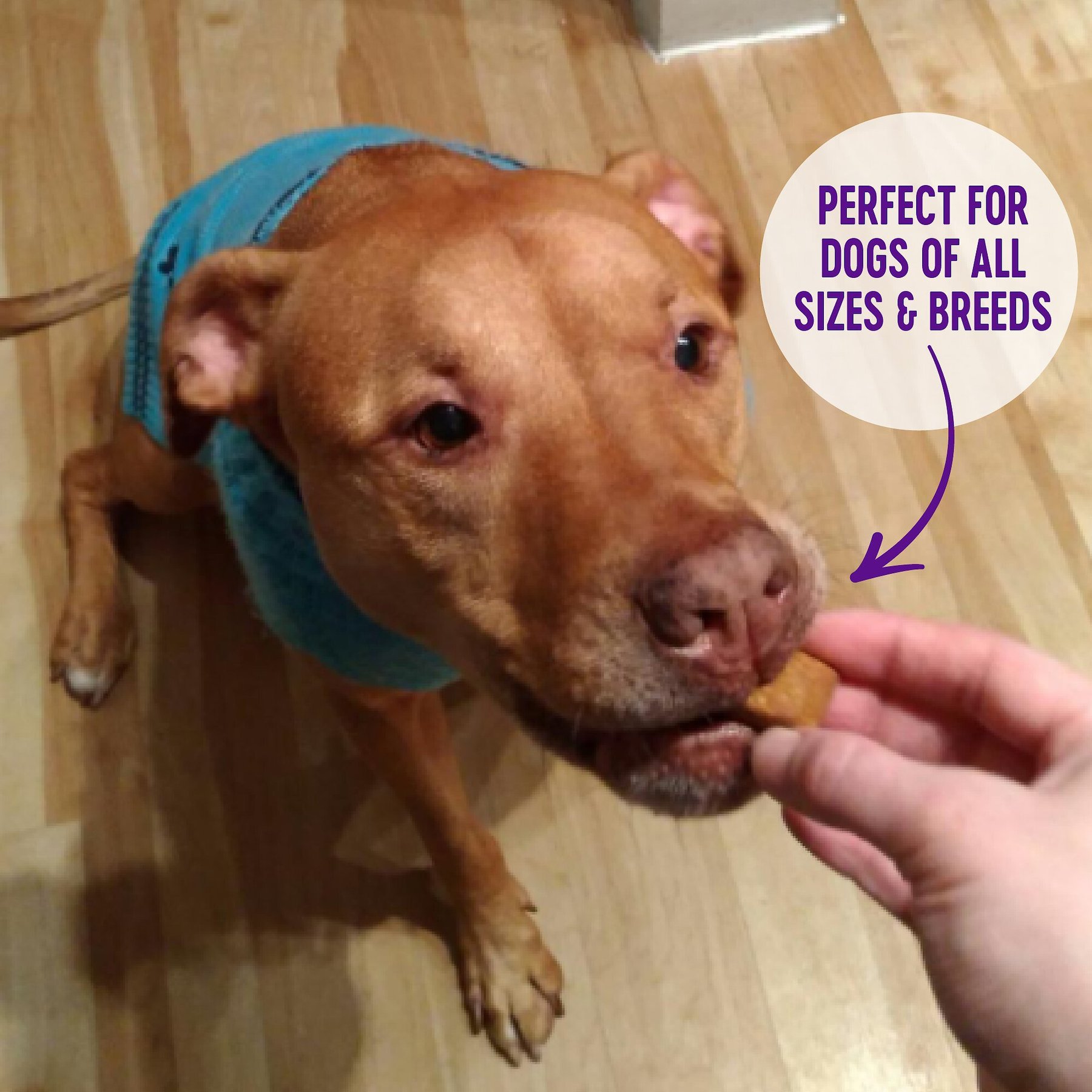 Wellness Crunchy WellBars Grain-Free Yogurt, Apples & Bananas Baked Dog Treats