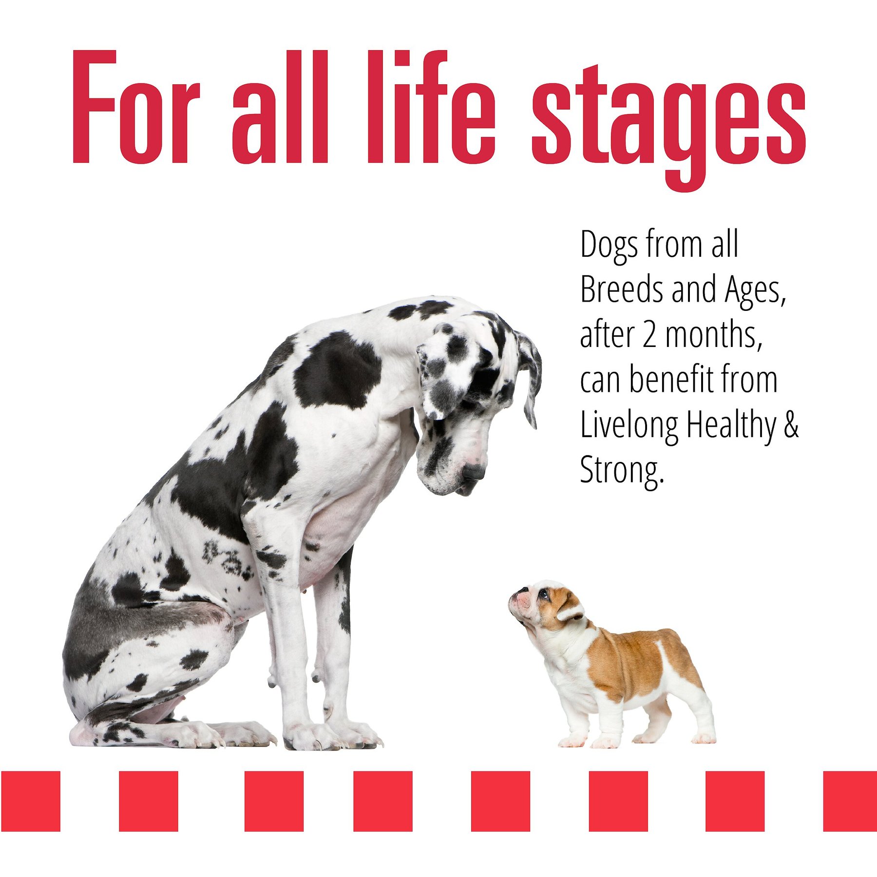 Livelong Healthy & Strong Lamb, Beef & Sweet Potato Recipe Wet Dog Food, 12.5-oz can, case of 12
