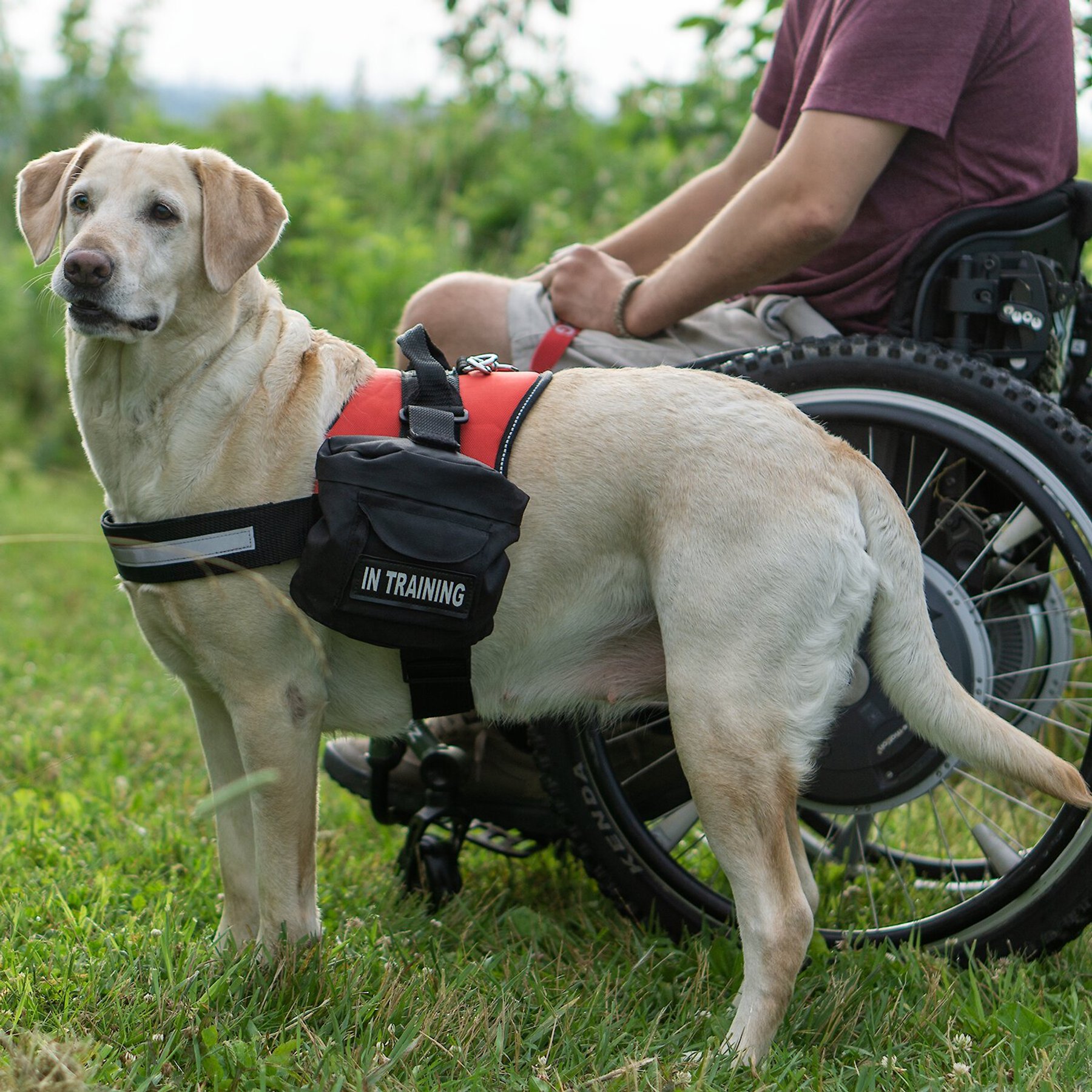 Industrial Puppy Do Not Pet Dog Harness Backpacks