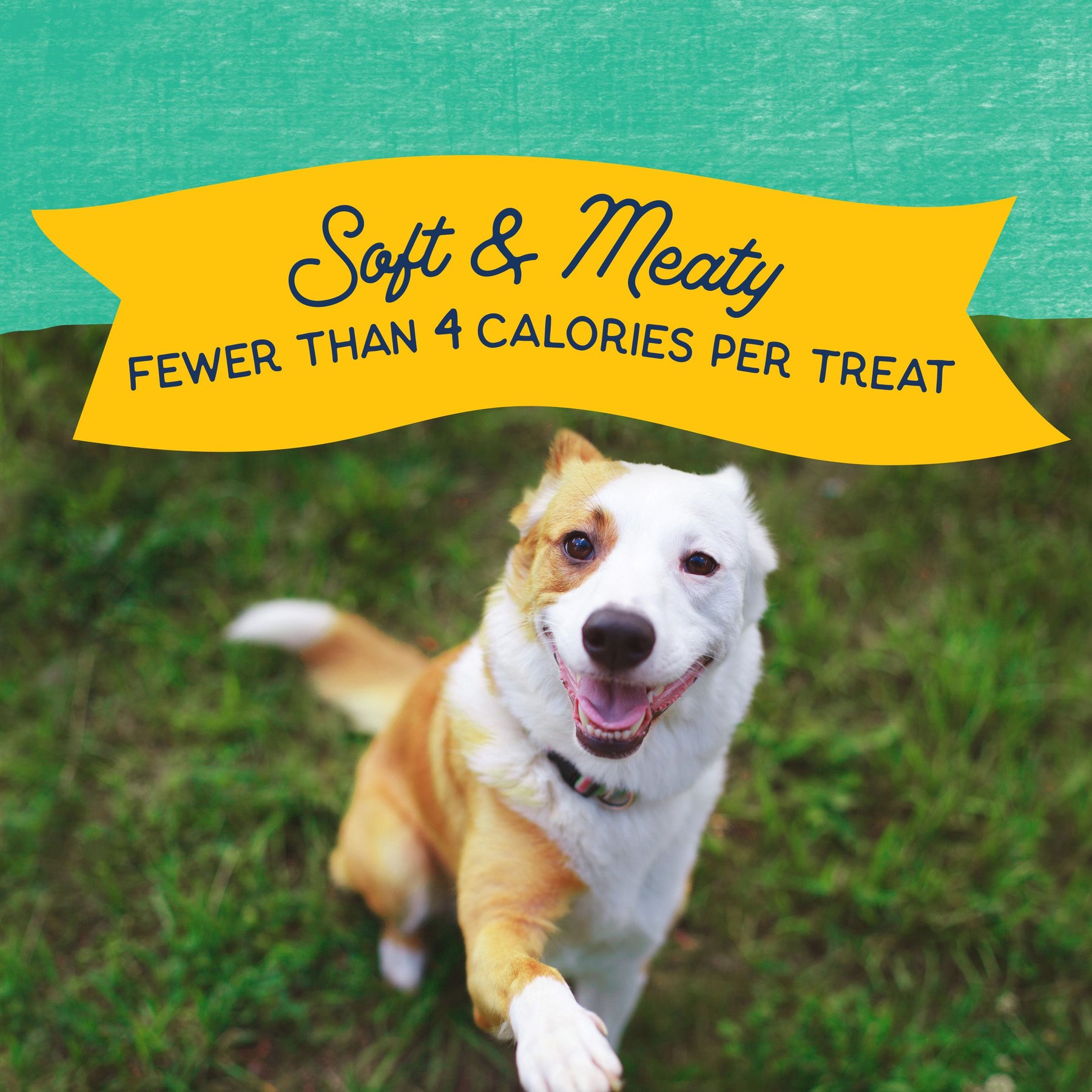 Natural Balance Rewards Minis with Real Chicken Dog Treats