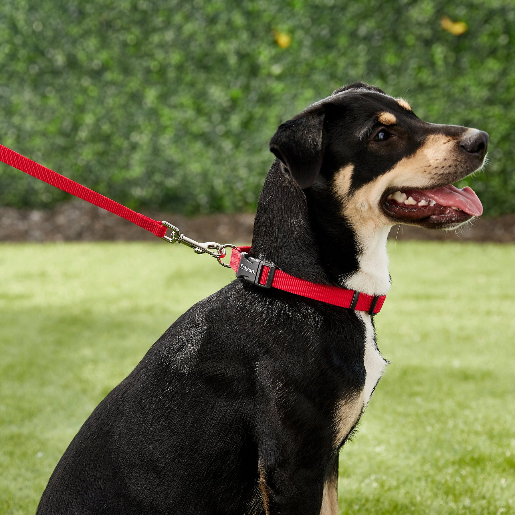 Frisco Solid Nylon Dog Leash Free shipping