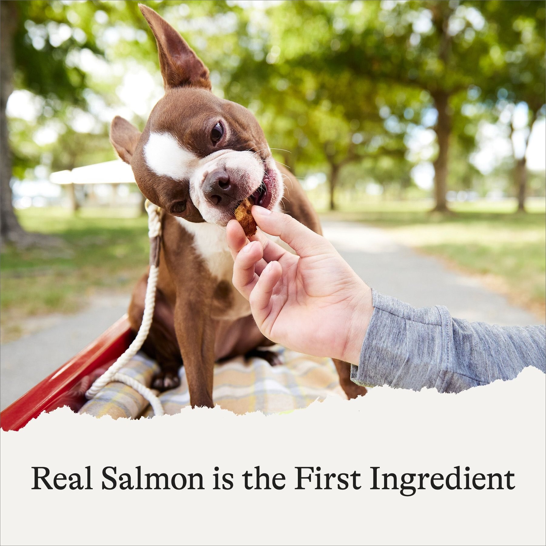American Journey Salmon Recipe Grain-Free Oven Baked Biscuit Dog Treats