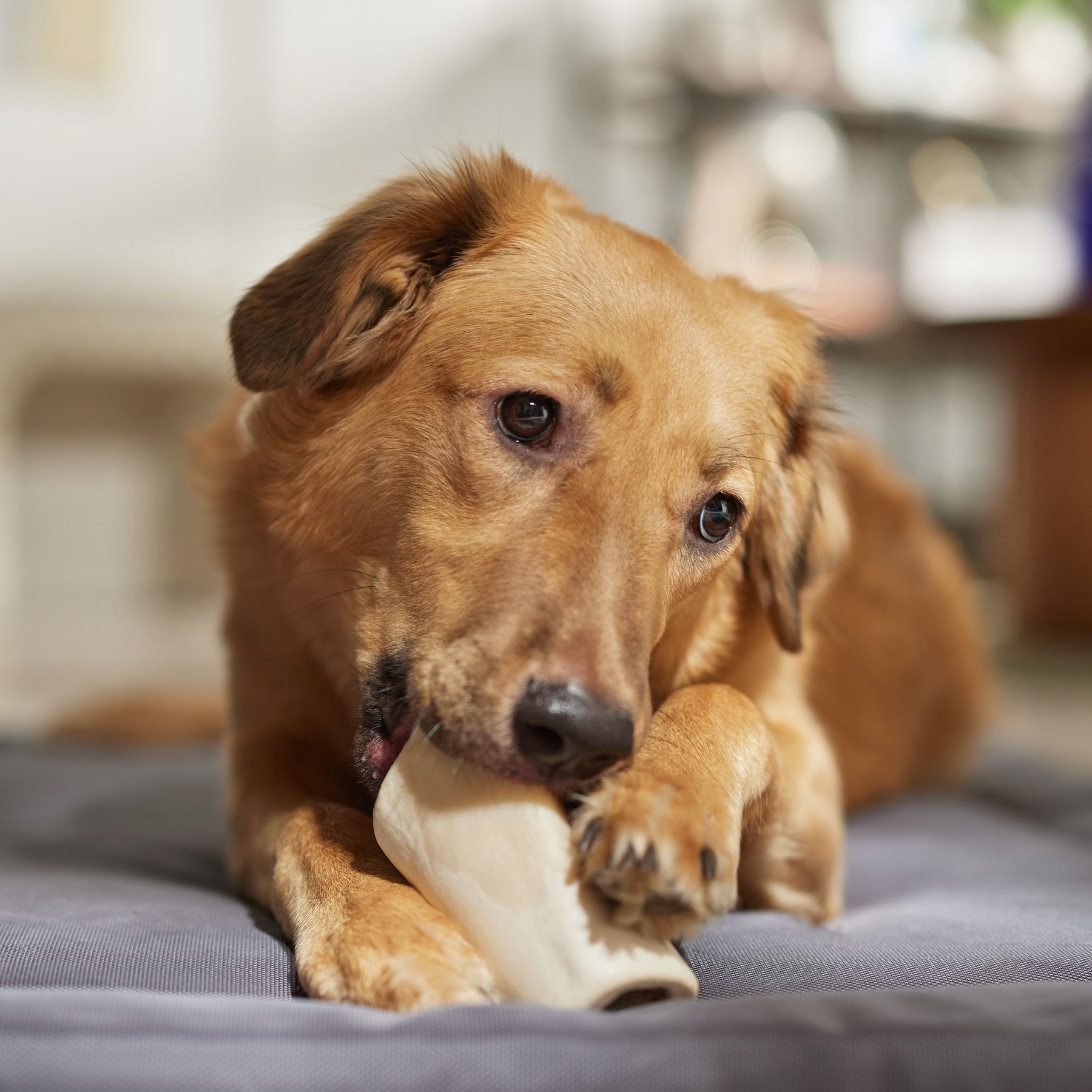 Bones & Chews Made in USA Peanut Butter Flavored Filled Bone Dog Treats