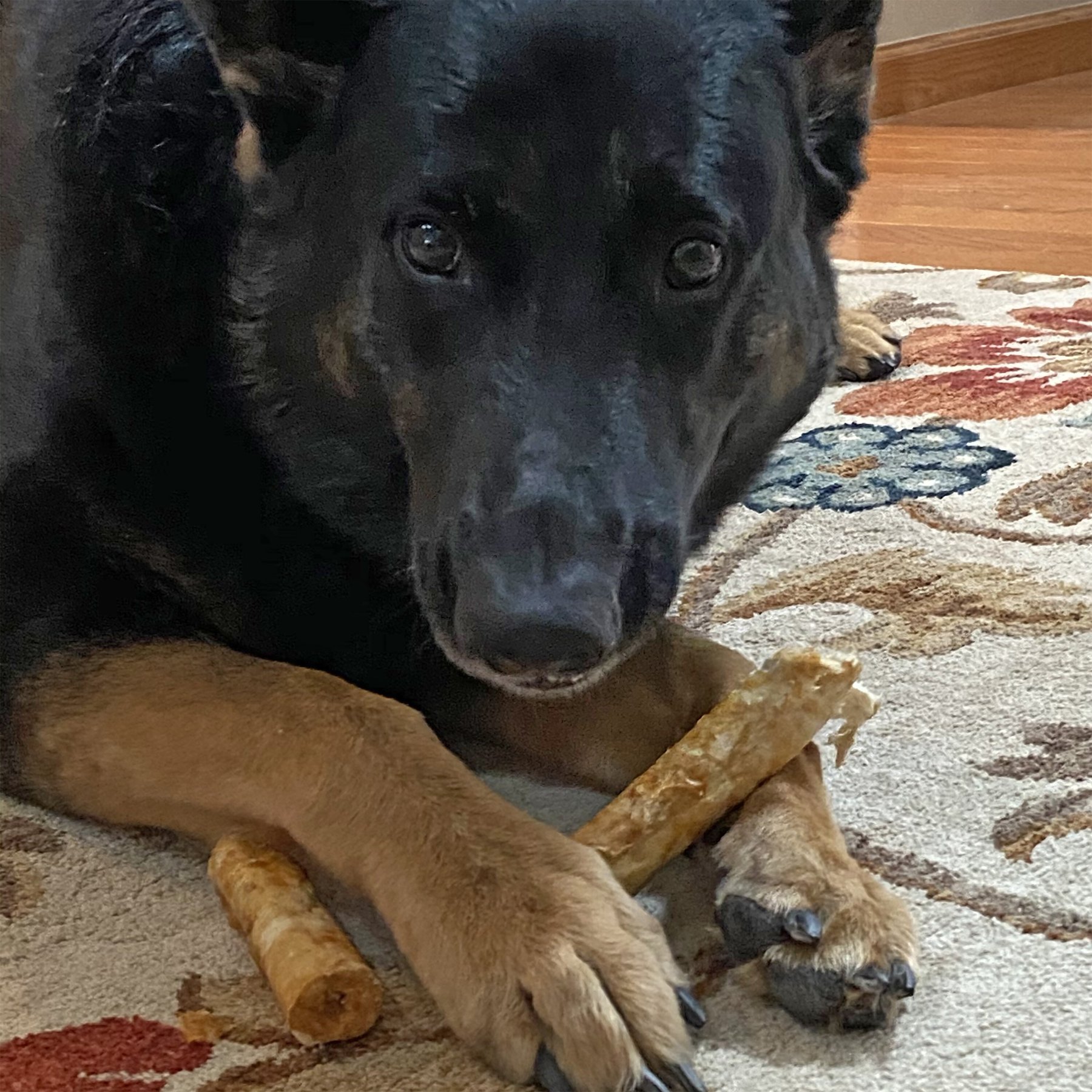 Fieldcrest Farms Nothin' To Hide Rawhide Alternative Large Roll 10" Chicken Flavor Natural Chew Dog Treats
