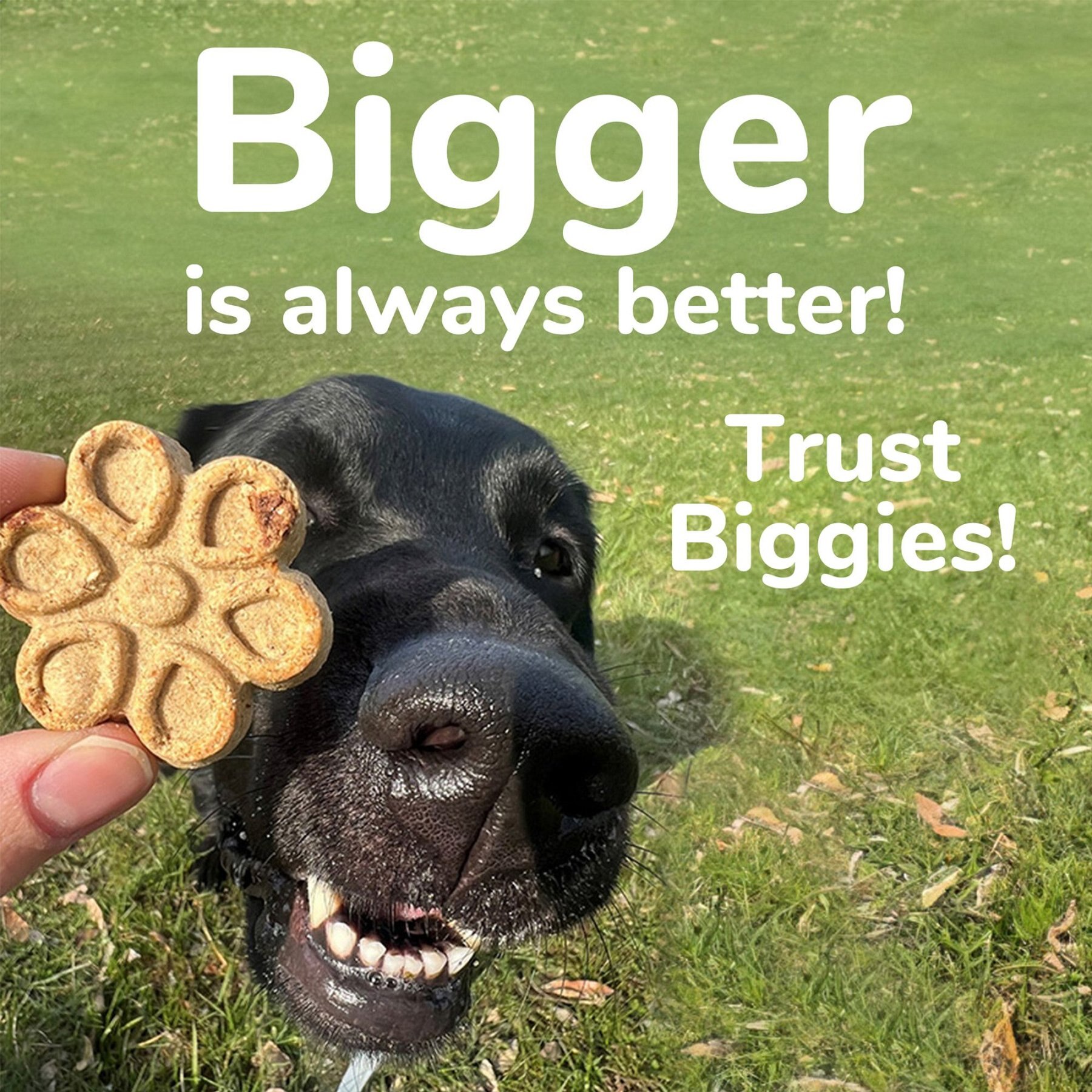 Fruitables Biggies with Real Peanut Butter & Banana Dog Treats, 16-oz bag