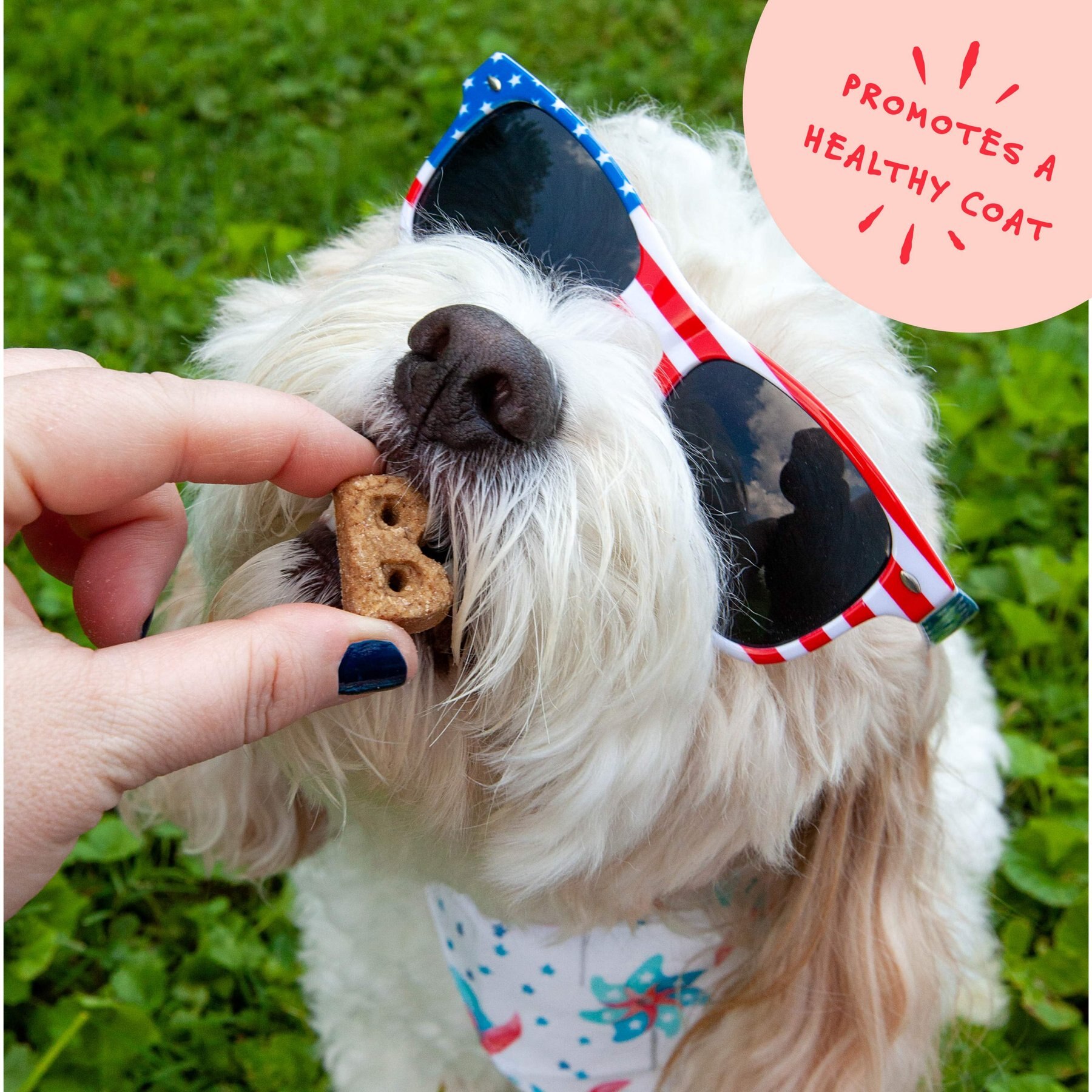 Bocce's Bakery Dailies Good Hair Salmon Recipe Dog Treats, 6-oz pouch