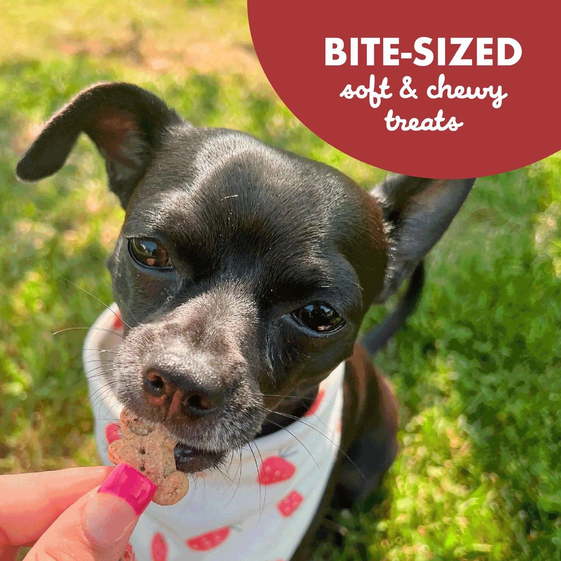 Buddy Biscuits Grain-Free Soft & Chewy with Grilled Beef Dog Treats