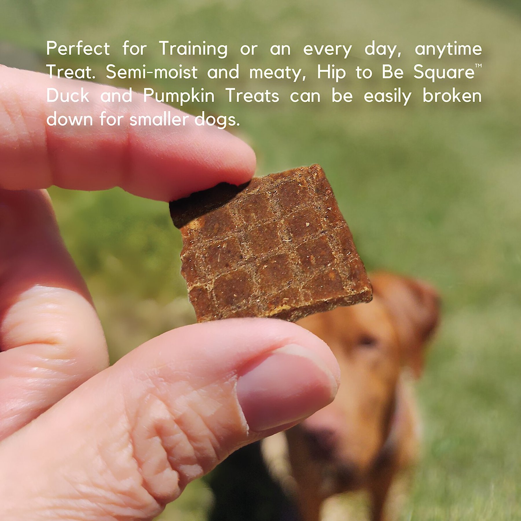 Lucy Pet Products Hip To Be Square Duck & Pumpkin Formula Grain-Free Dog Treats