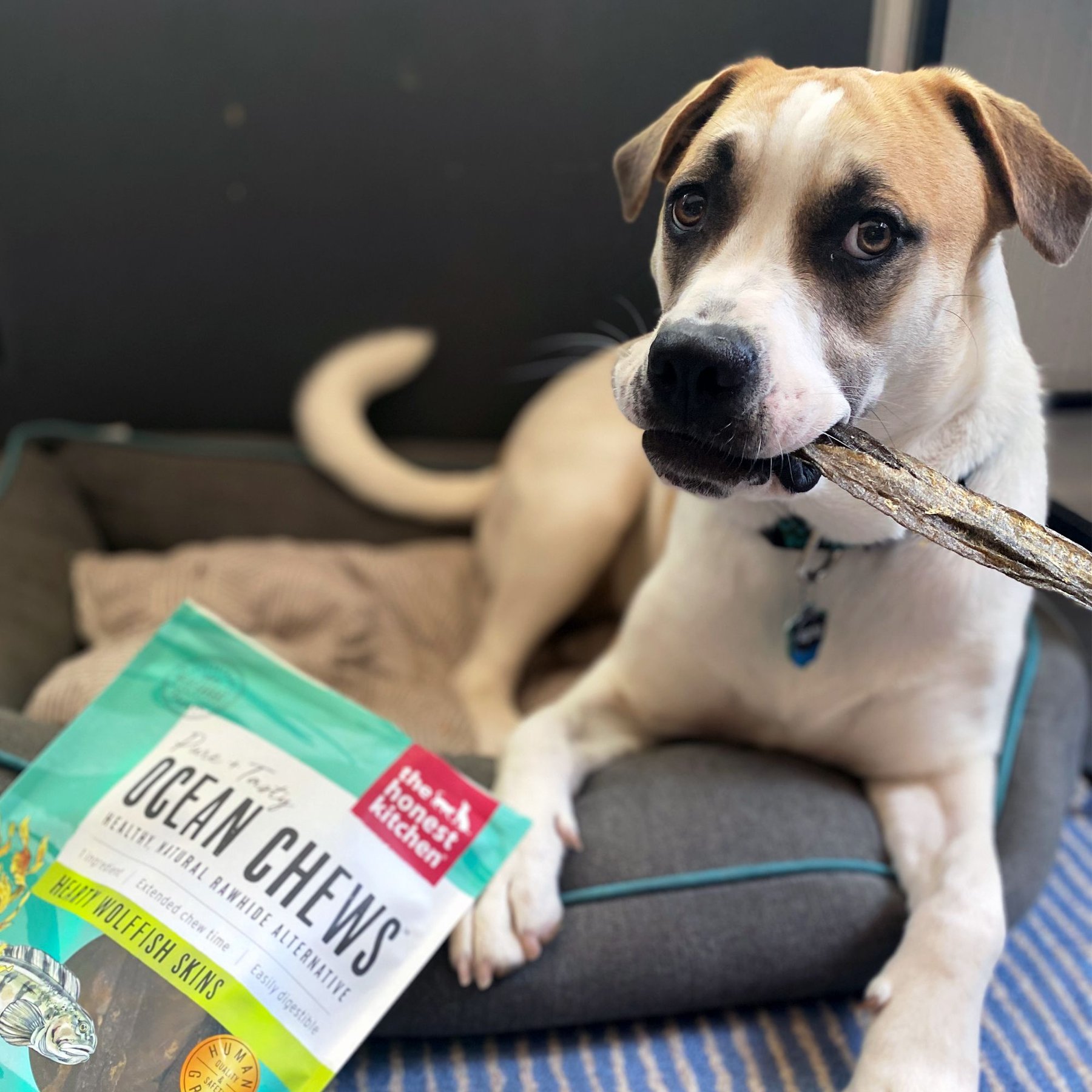 The Honest Kitchen Beams Ocean Chews Wolfish Skins Dehydrated Dog Treats, Small, 3.25-oz bag