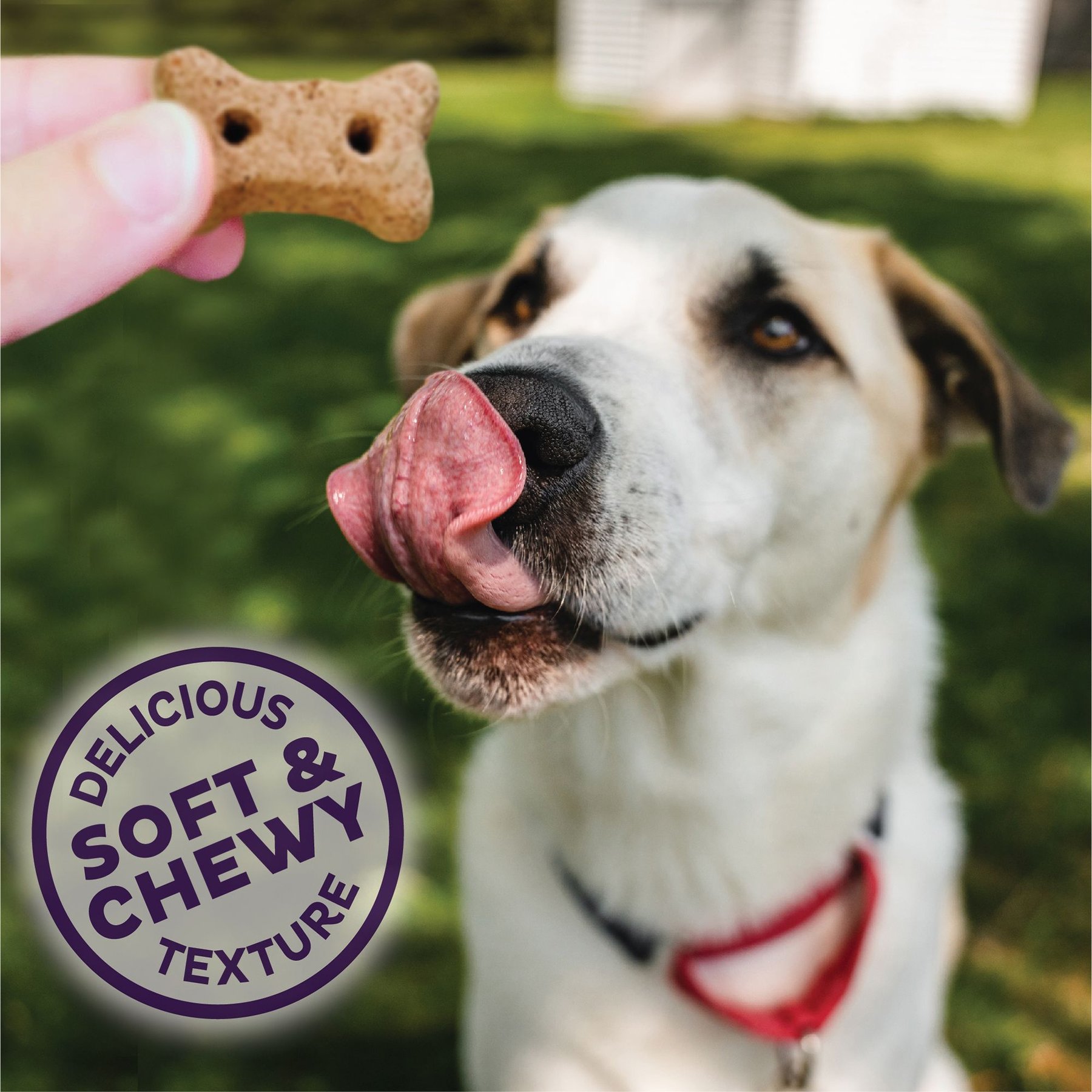 Old Mother Hubbard by Wellness Soft & Chewy Pleas'n P.B.Bacon Natural Mini Oven-Baked Biscuits Dog Treats