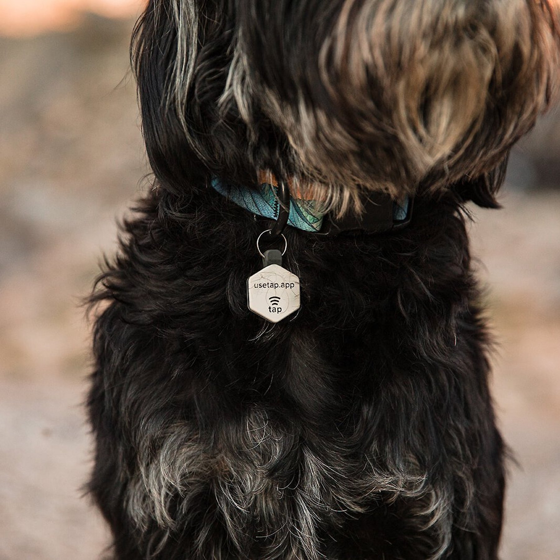 Lifekey Mini Digital Dog ID Tag