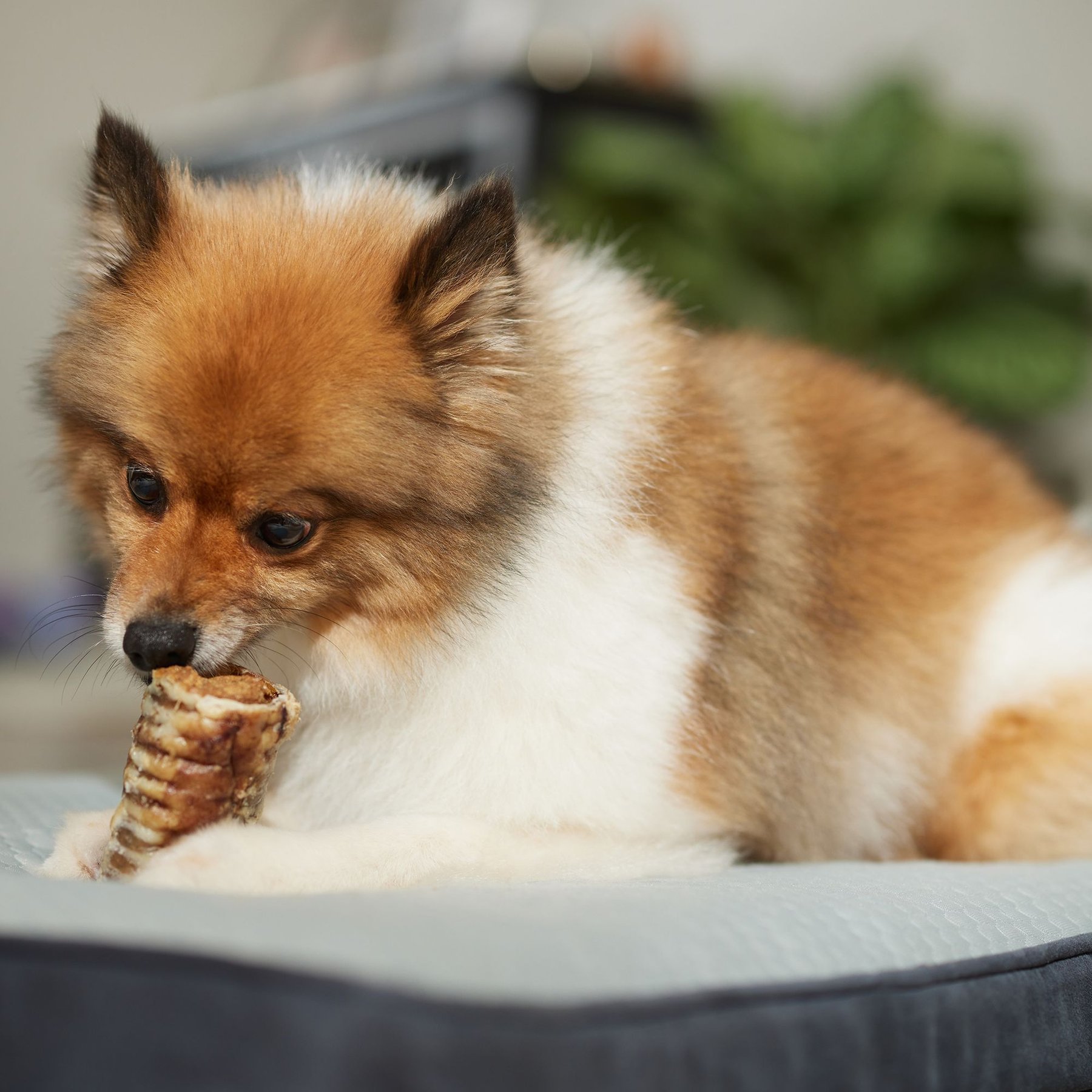 Bones & Chews Made in USA Peanut Butter Flavored Filled Trachea Dog Treats