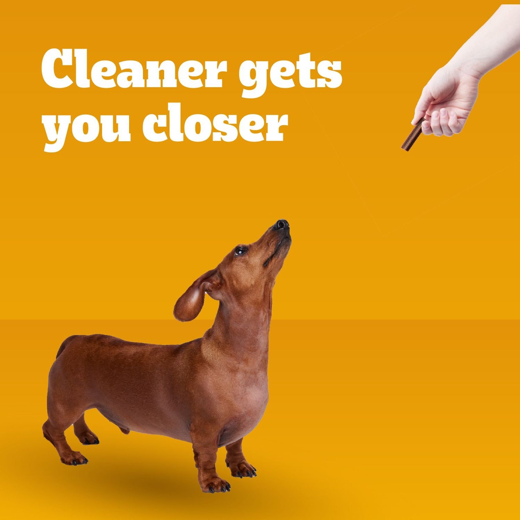 Pedigree Dentastix Beef Mini Dental Dog Treats