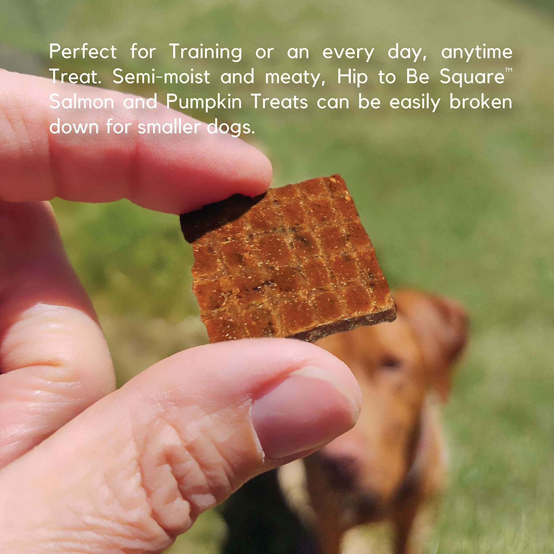 Lucy Pet Products Hip To Be Square Salmon & Pumpkin Formula Grain-Free Dog Treats