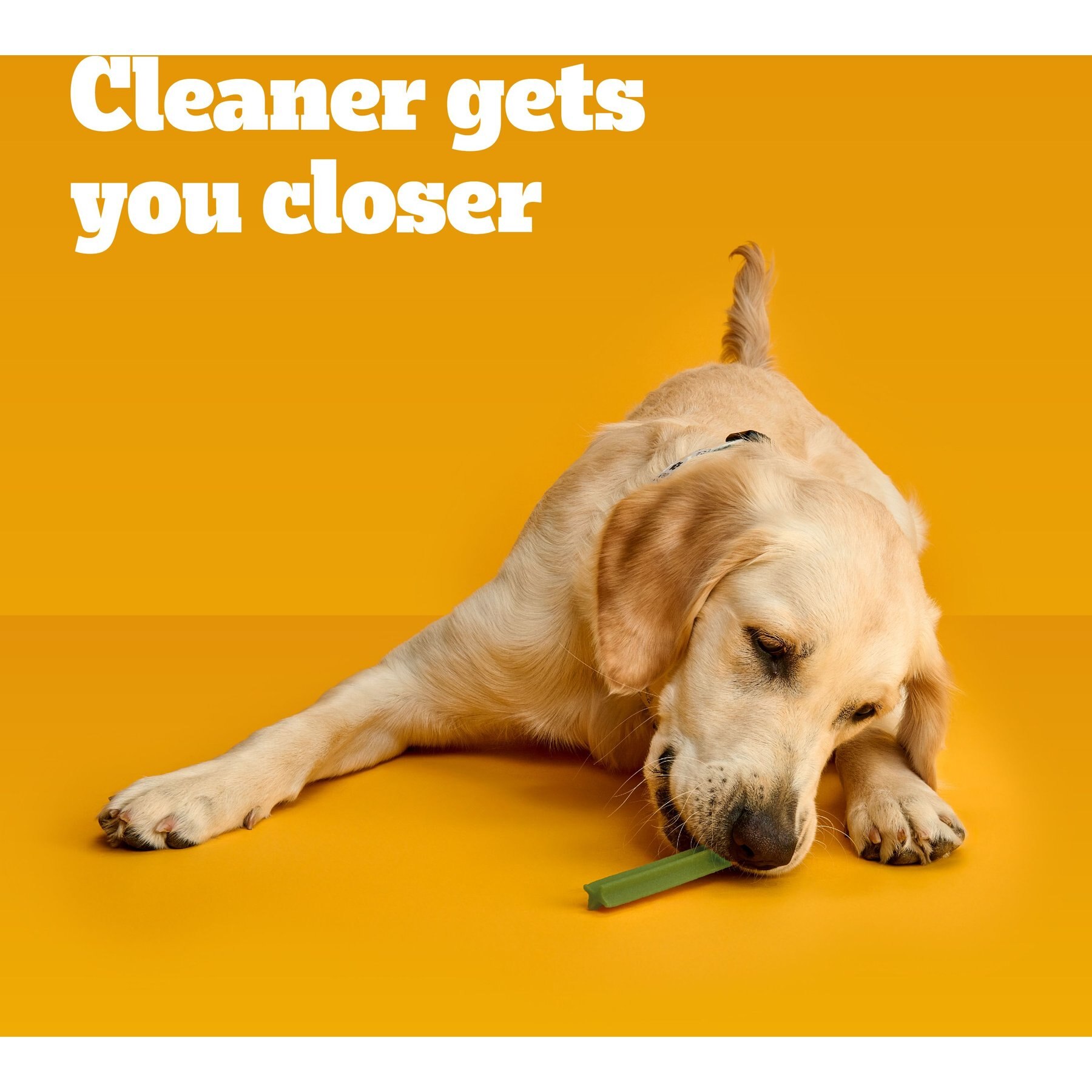 Pedigree Dentastix Fresh Mint Flavored Large Dental Dog Treats