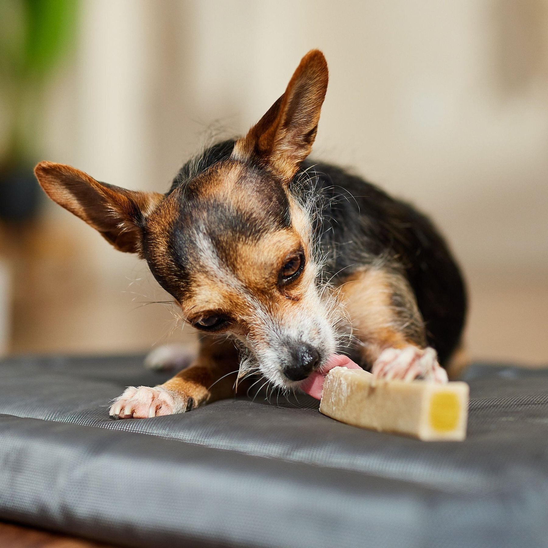 Ultra Chewy Double Treat Bone Bacon & Cheese Flavor Dog Treats