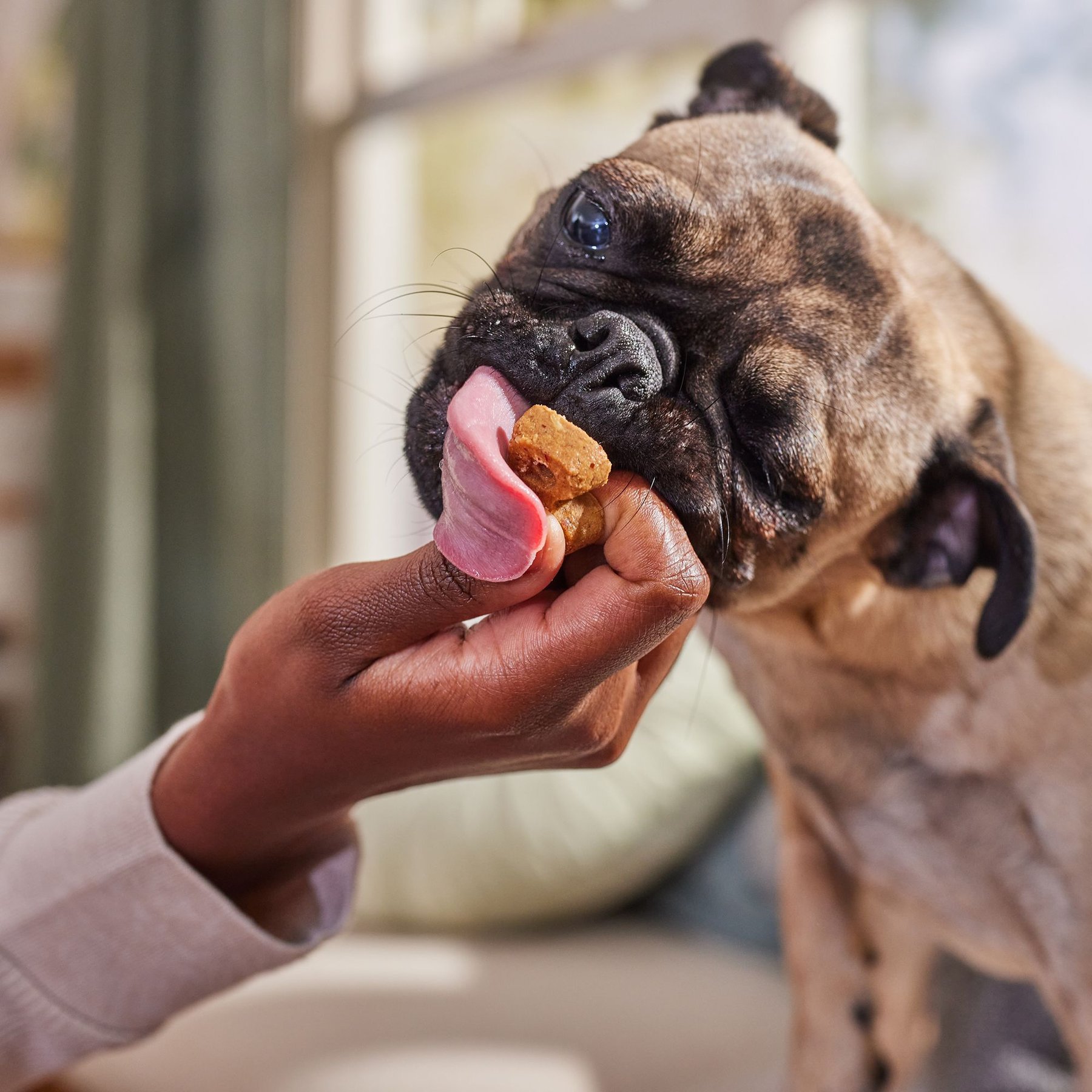 Bocce's Bakery Say Moo Beef & Cheddar Recipe Soft & Chewy Dog Treats