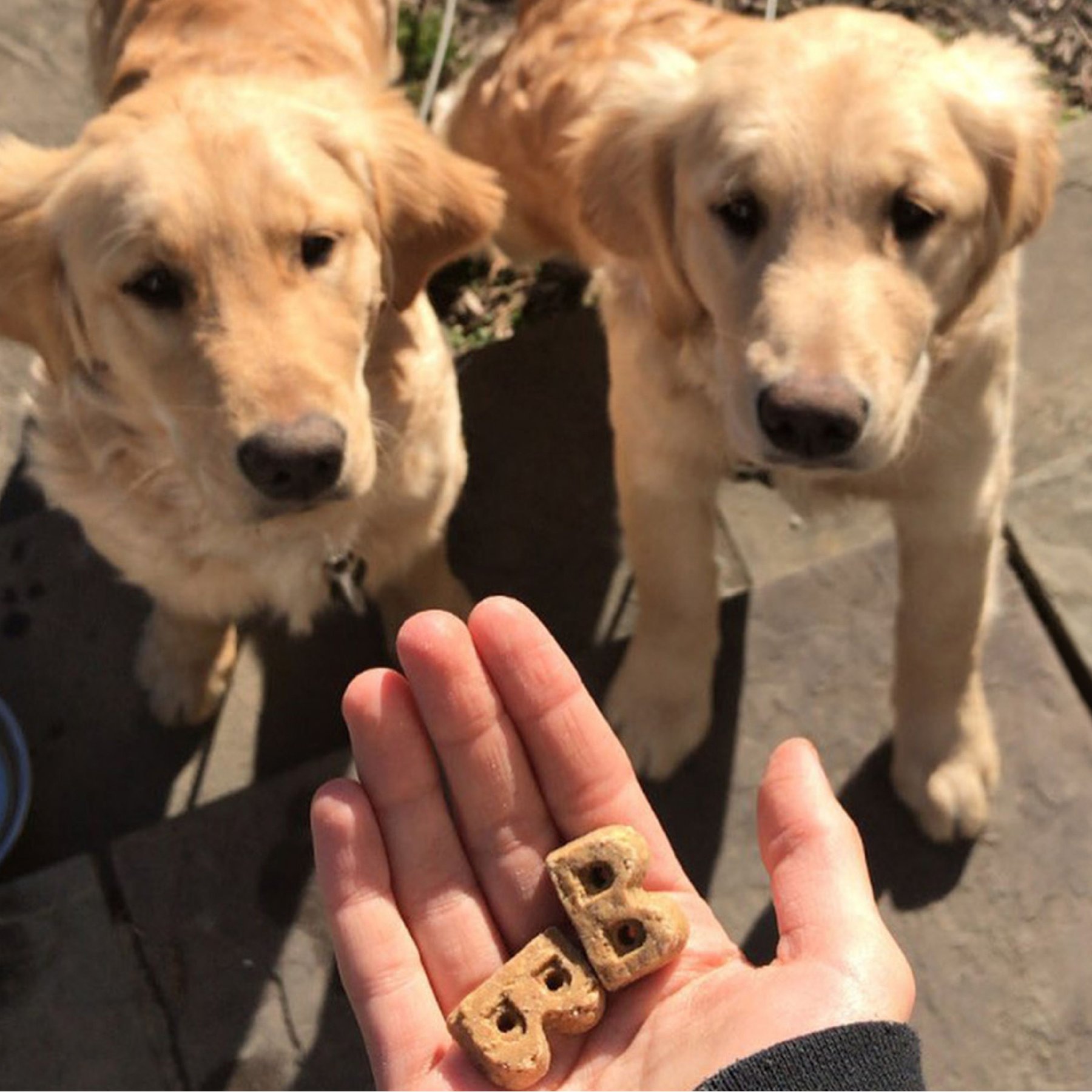 Bocce's Bakery Oven Baked Wheat-Free Chicken Recipe Dog Treats