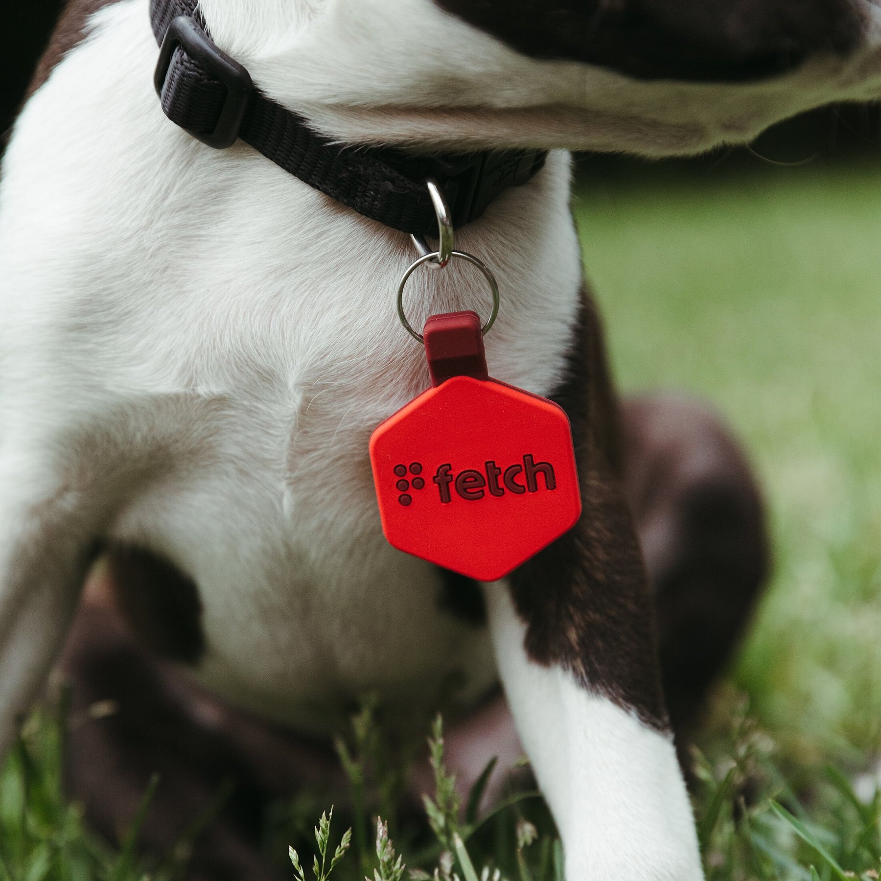Lifekey Digital Dog ID Tag