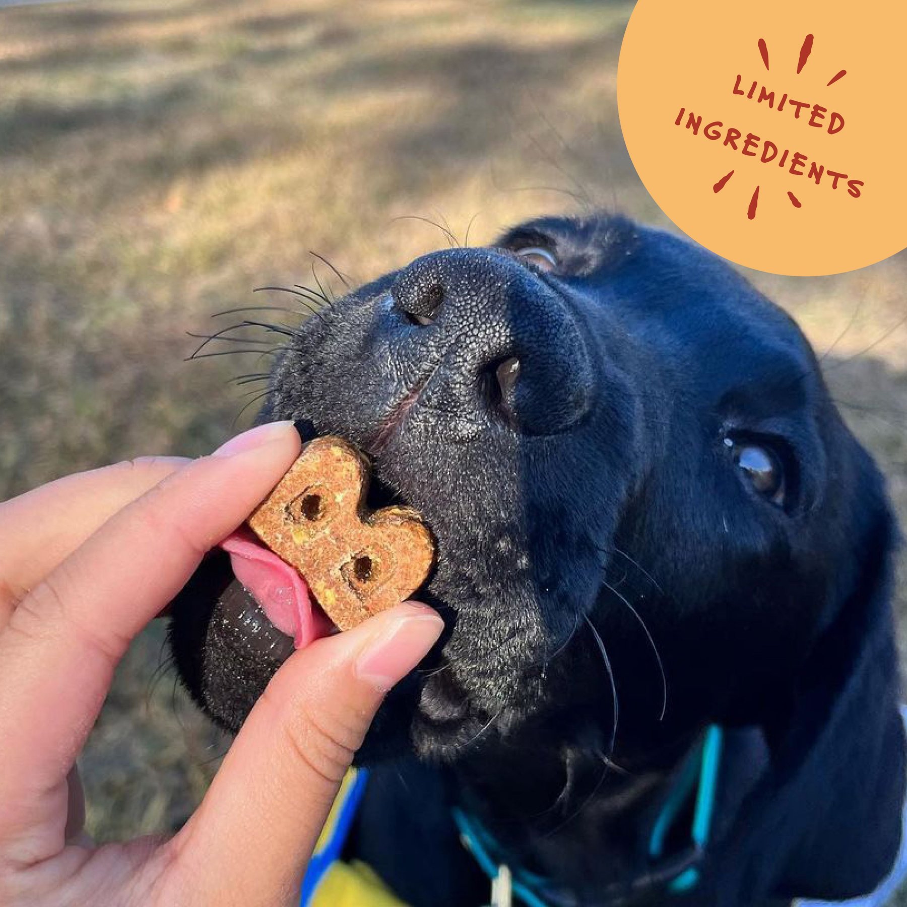 Bocce's Bakery Soft & Chewy Cheese Recipe Dog Treats