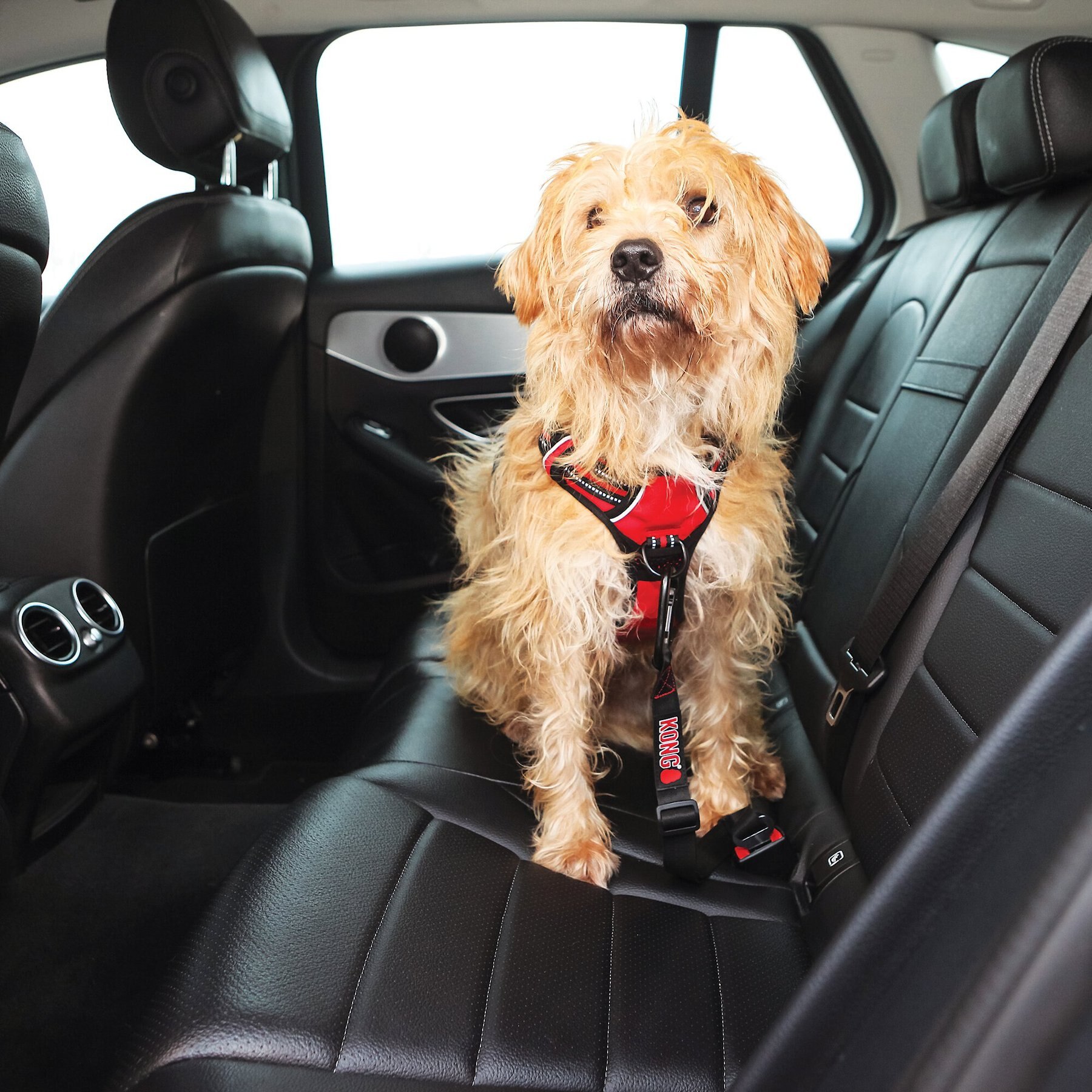 KONG Seat Belt Dog Tether