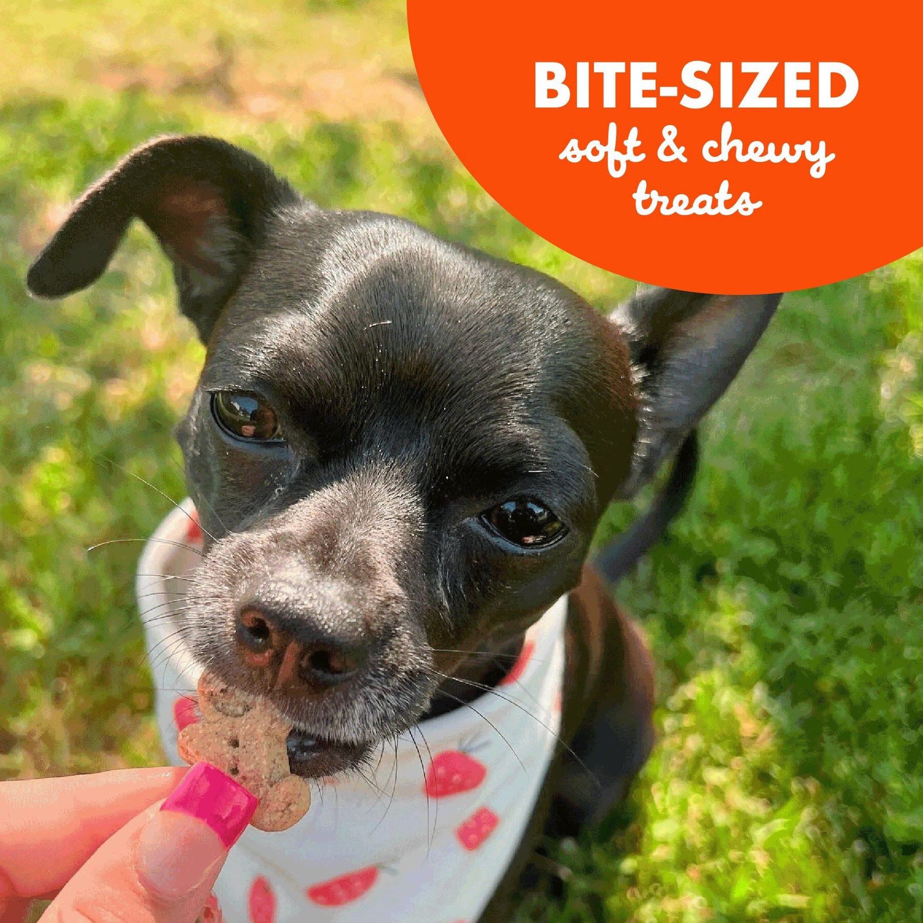 Buddy Biscuits Original Soft & Chewy with Peanut Butter Dog Treats
