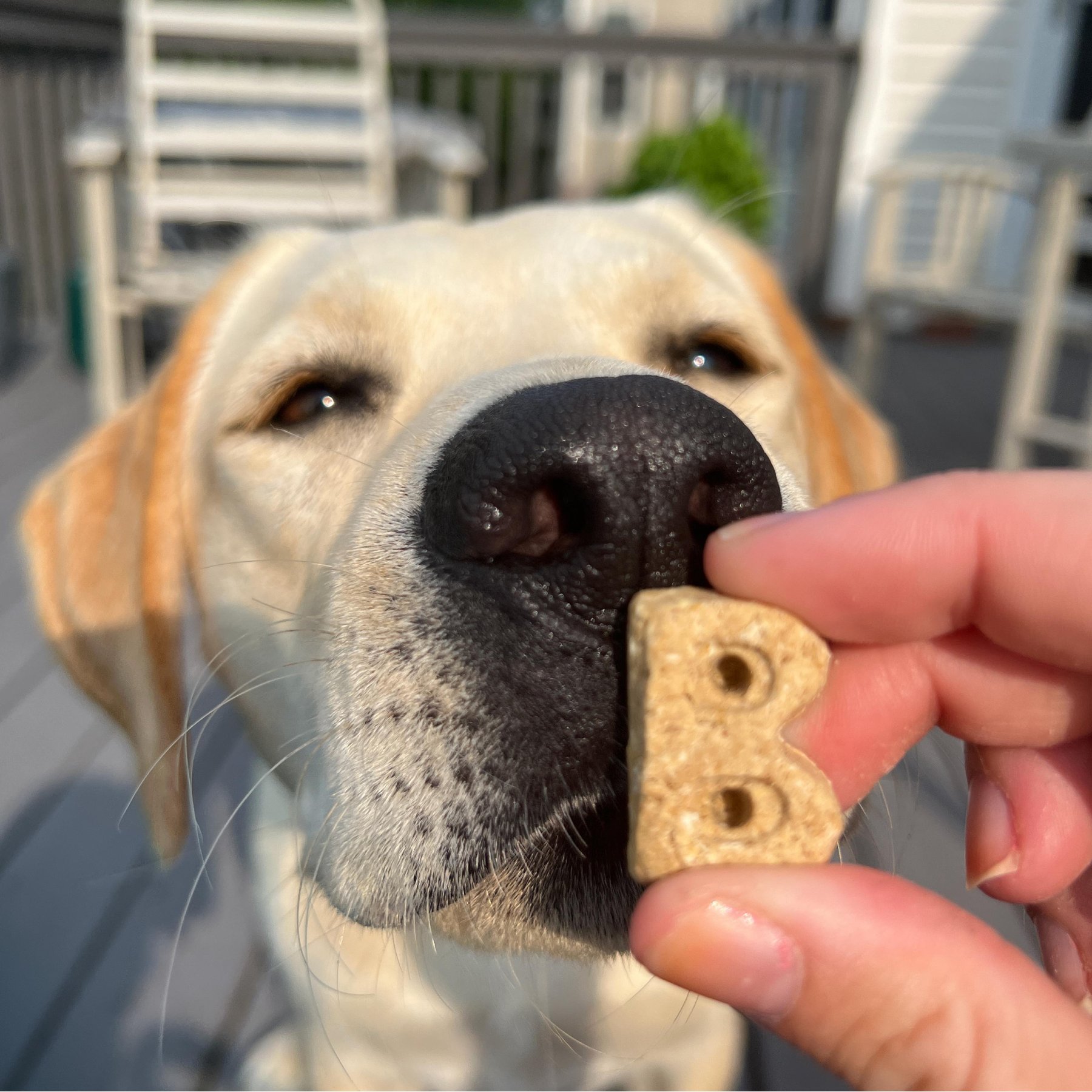 Bocce's Bakery Oven Baked Wheat-Free Pb + Banana Recipe Dog Treats