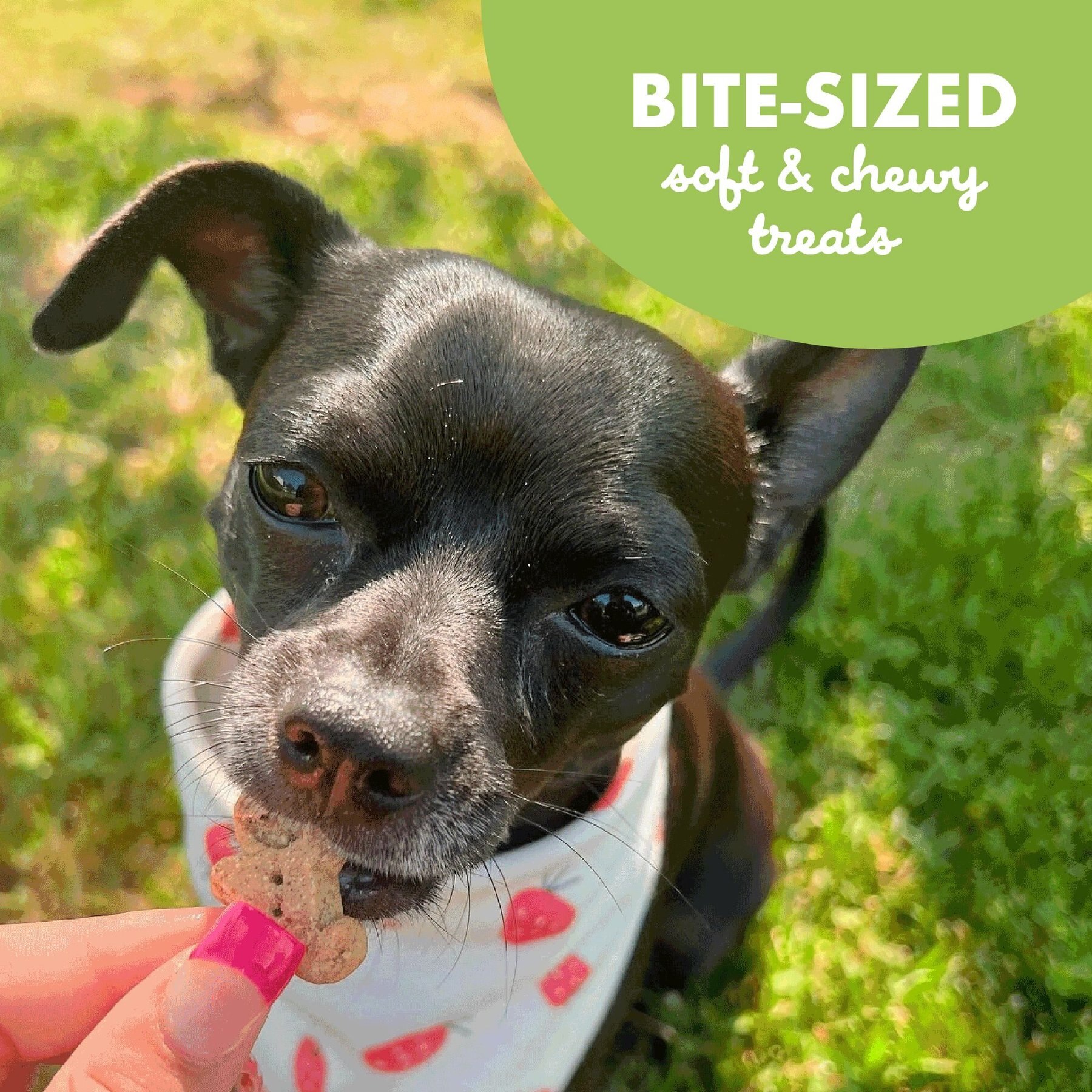 Buddy Biscuits Original Soft & Chewy with Roasted Chicken Dog Treats