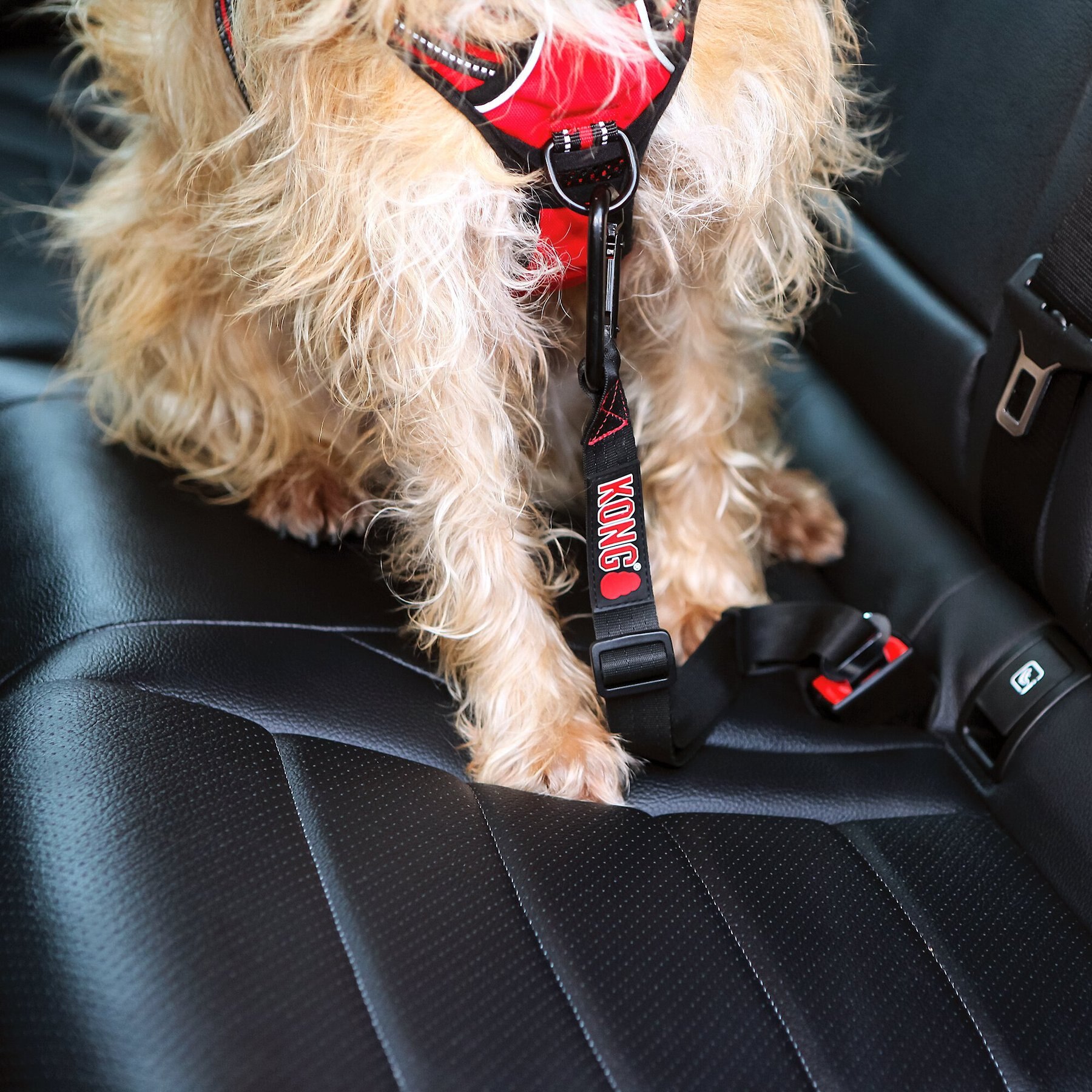 KONG Seat Belt Dog Tether