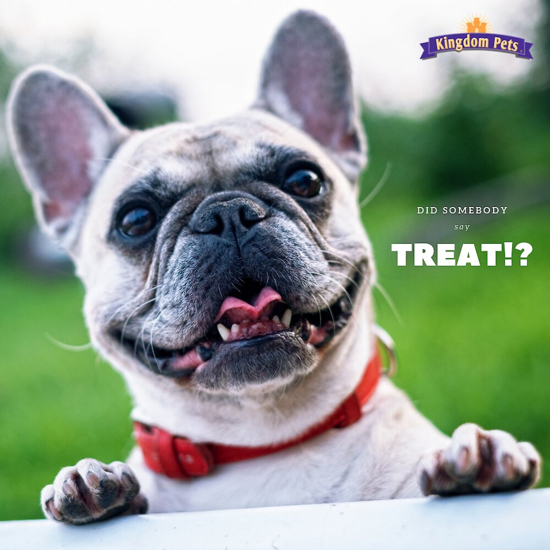 Kingdom Pets Duck & Sweet Potato Jerky Twists Dog Treats