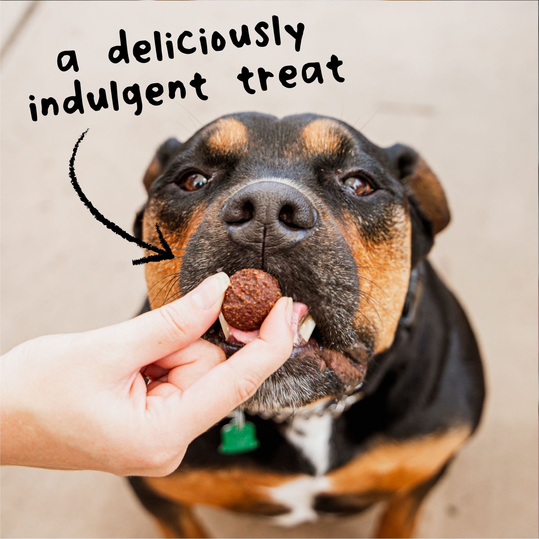 Cloud Star Wag More Bark Less Italian Beef Recipe Meatballs Grain-Free Dog Treats