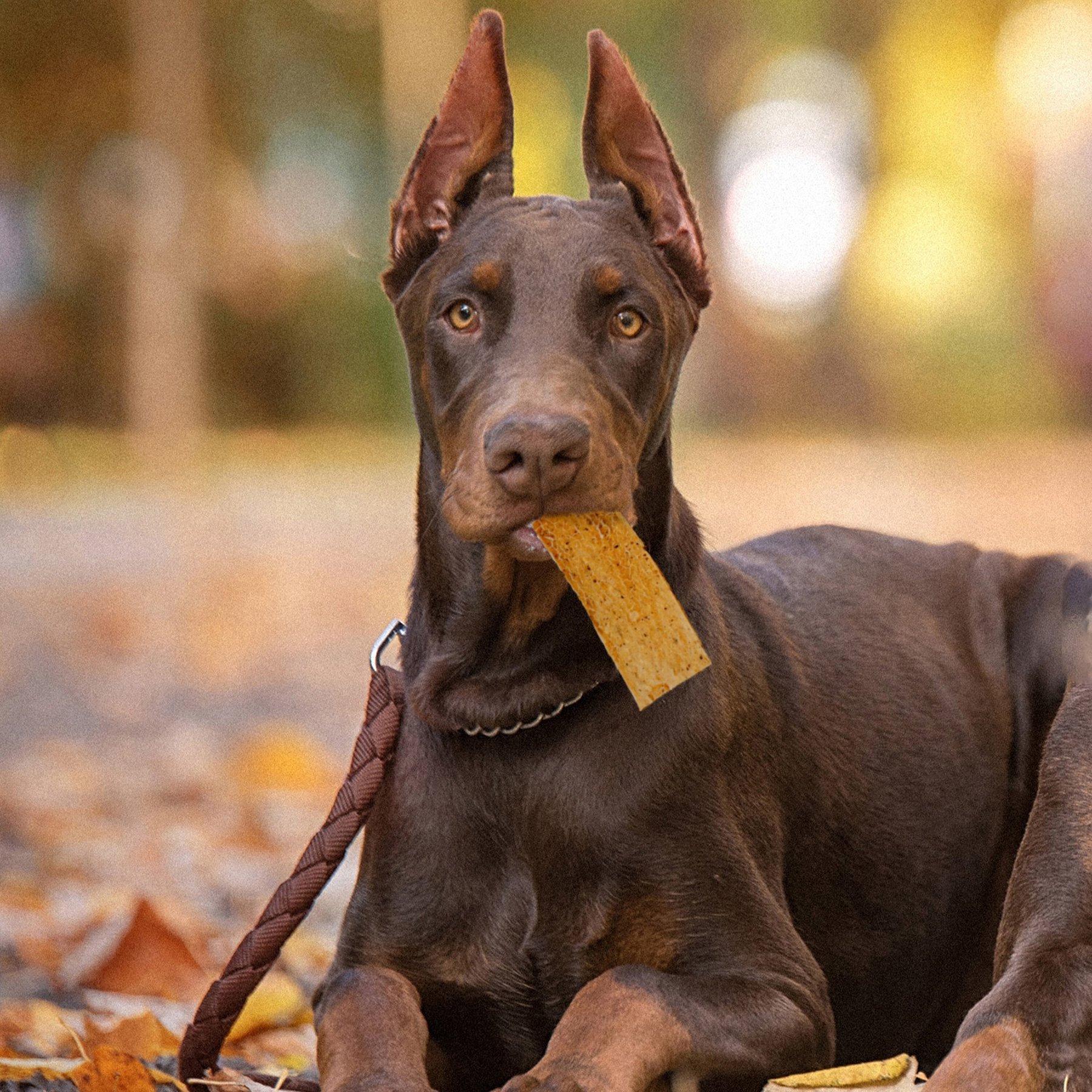 Fieldcrest Farms Nothin' To Hide Rawhide Alternative Premium Dog Chews Flip Chips Chicken Flavor Natural Chew Dog Treats, 8 count