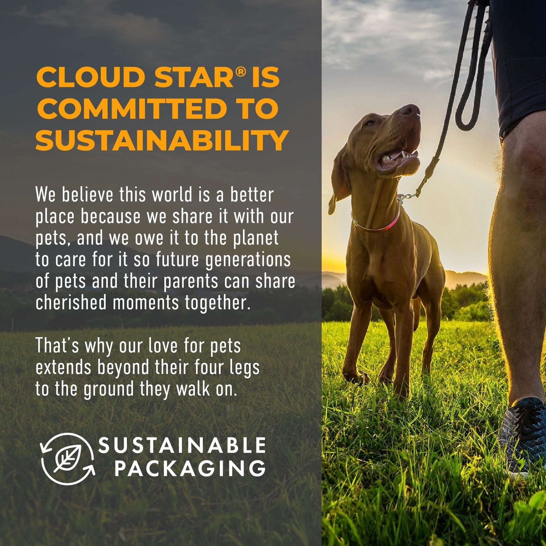 Cloud Star Crunchy Tricky Trainers Cheddar Flavor Dog Treats