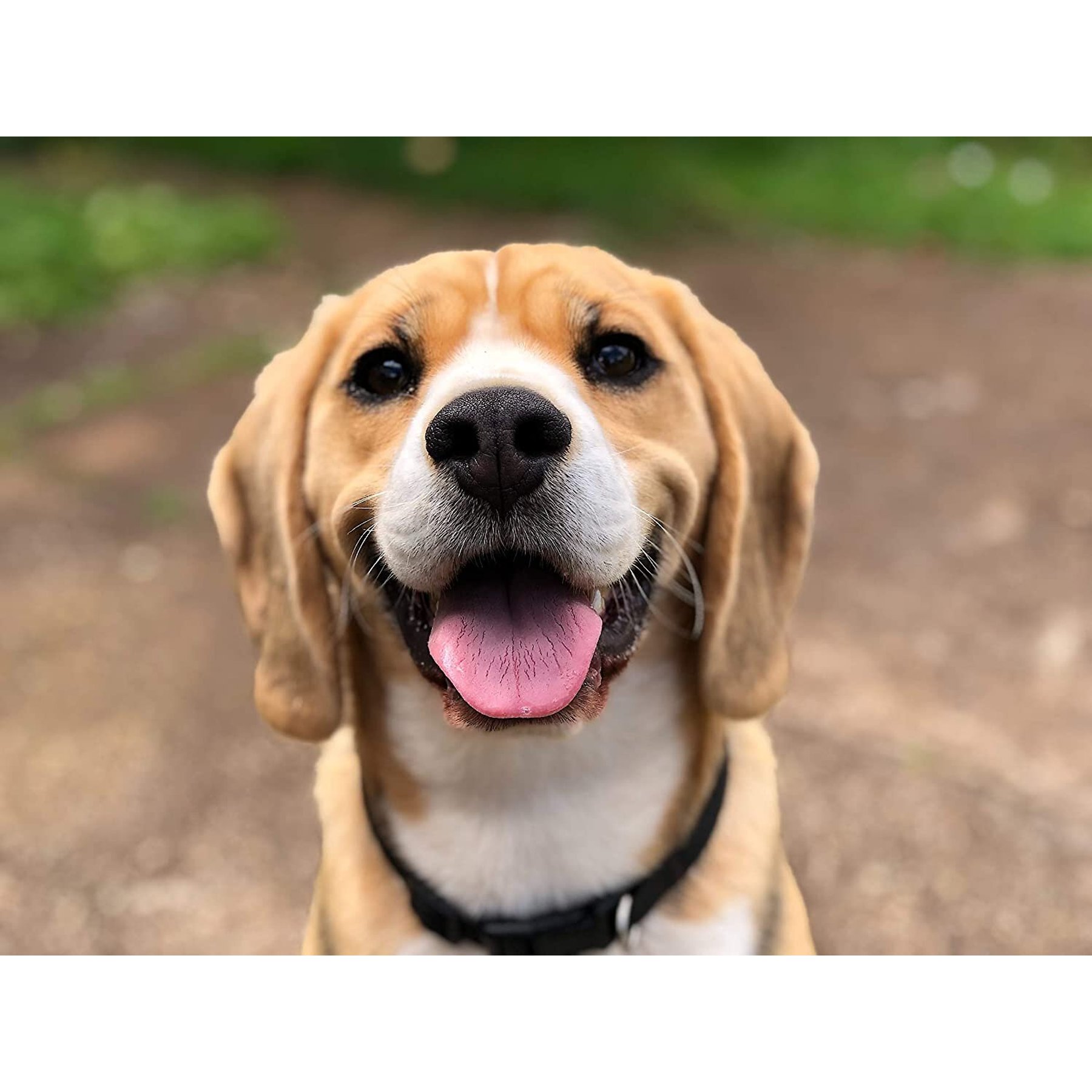 Pupford Salmon High-Protein Jerky Dog Treats