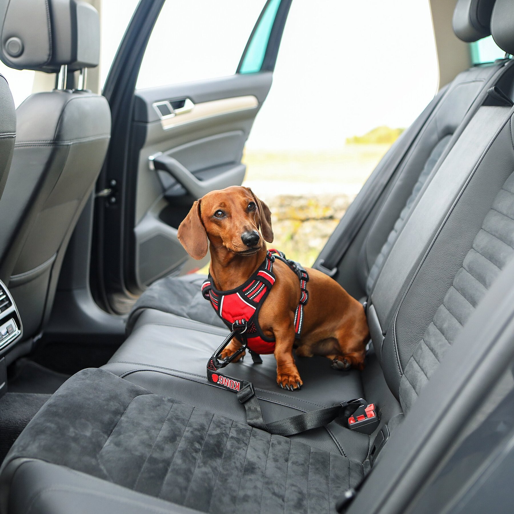 KONG Seat Belt Dog Tether